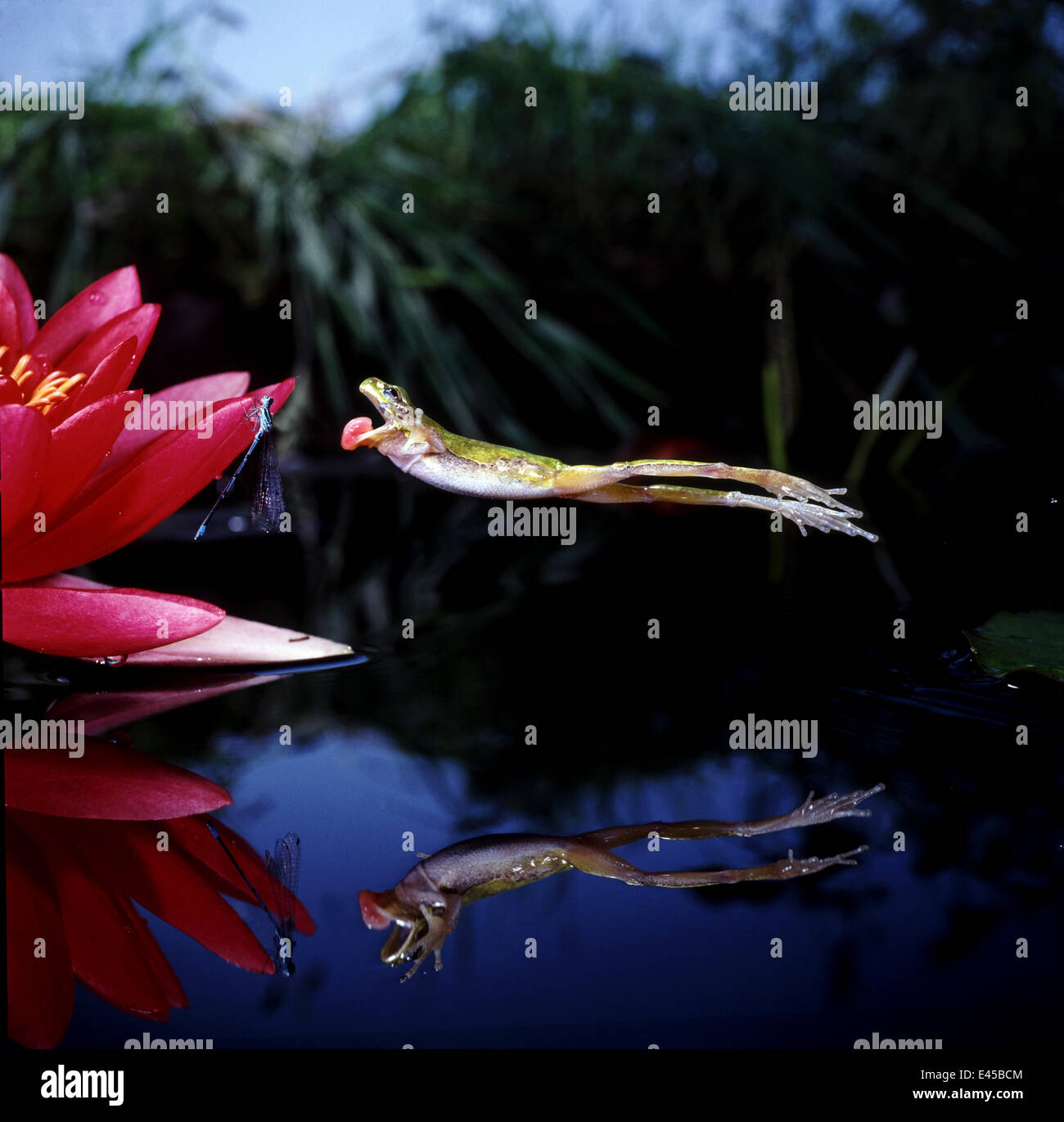 Gemeinsame Europäische Laubfrosch (Hyla Arborea) springen um ernähren sich ein Damselfly, Gefangenschaft, Surrey, UK Stockfoto
