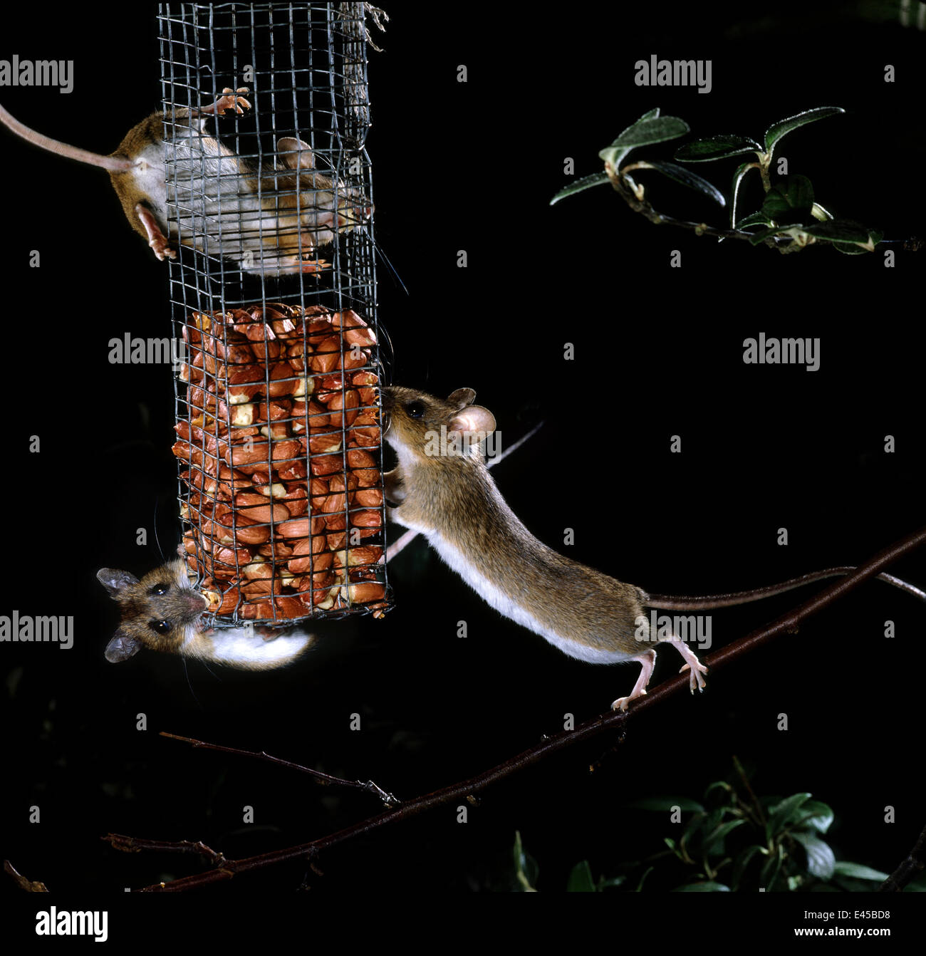 Gelb-necked Mäuse (Apodemus Flavicollis) ernähren sich von Erdnuss  Vogelhäuschen in der Nacht. Surrey, UK Stockfotografie - Alamy