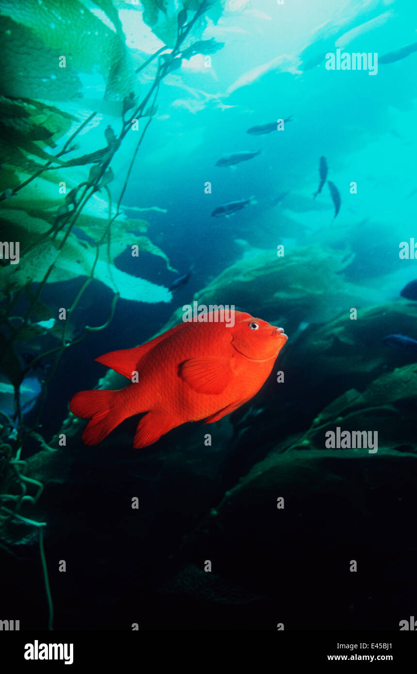 Garibaldi (Hypsypops Rubicanda) unter den Giant Kelp (Macrocystis sp)-Kalifornien, USA Stockfoto
