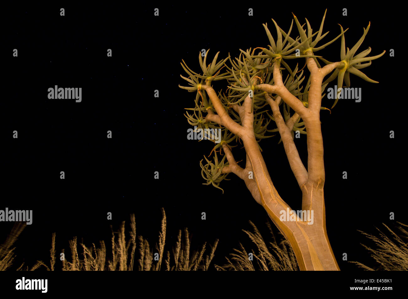 Köcherbaum / Kokerboom (Aloe Dichotoma) in der Nacht. NamibRand Nature Reserve, am Rande der Dünen von Sossusvlei, Namib-Wüste, Namibia. Stockfoto