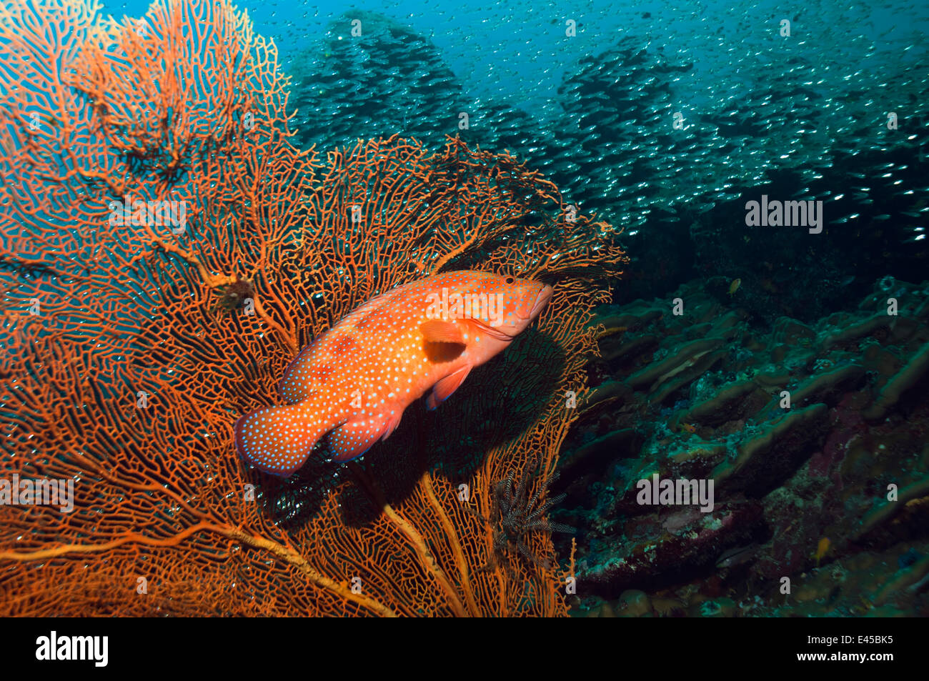 Korallen Hind (Cephalopholis Miniata) liegen auf der Lauer unter Weichkorallen. Andamanensee, Thailand. Stockfoto