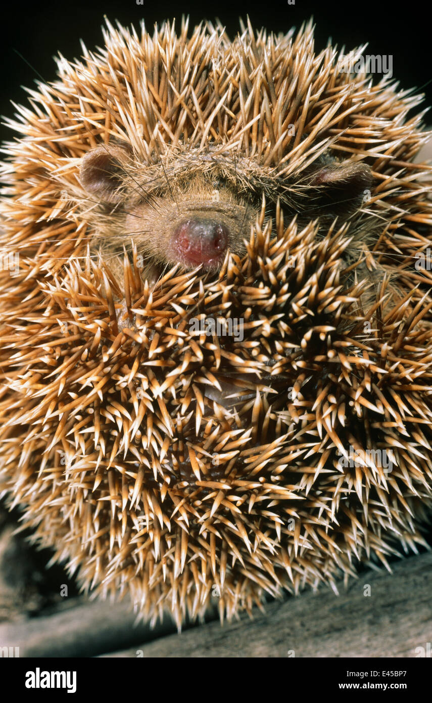 Kleine Igel in Madagaskar (Echinops Telfari) zusammengerollt in einer Kugel. Krindy Wald, westlichen Madagaskar Stockfoto