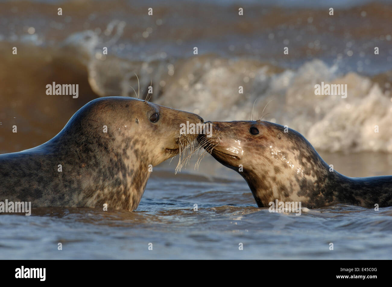 Zwei Jugendliche Kegelrobben {Halichoerus Grypus} Interaktion unter den brechenden Wellen, Lincolnshire, UK Stockfoto