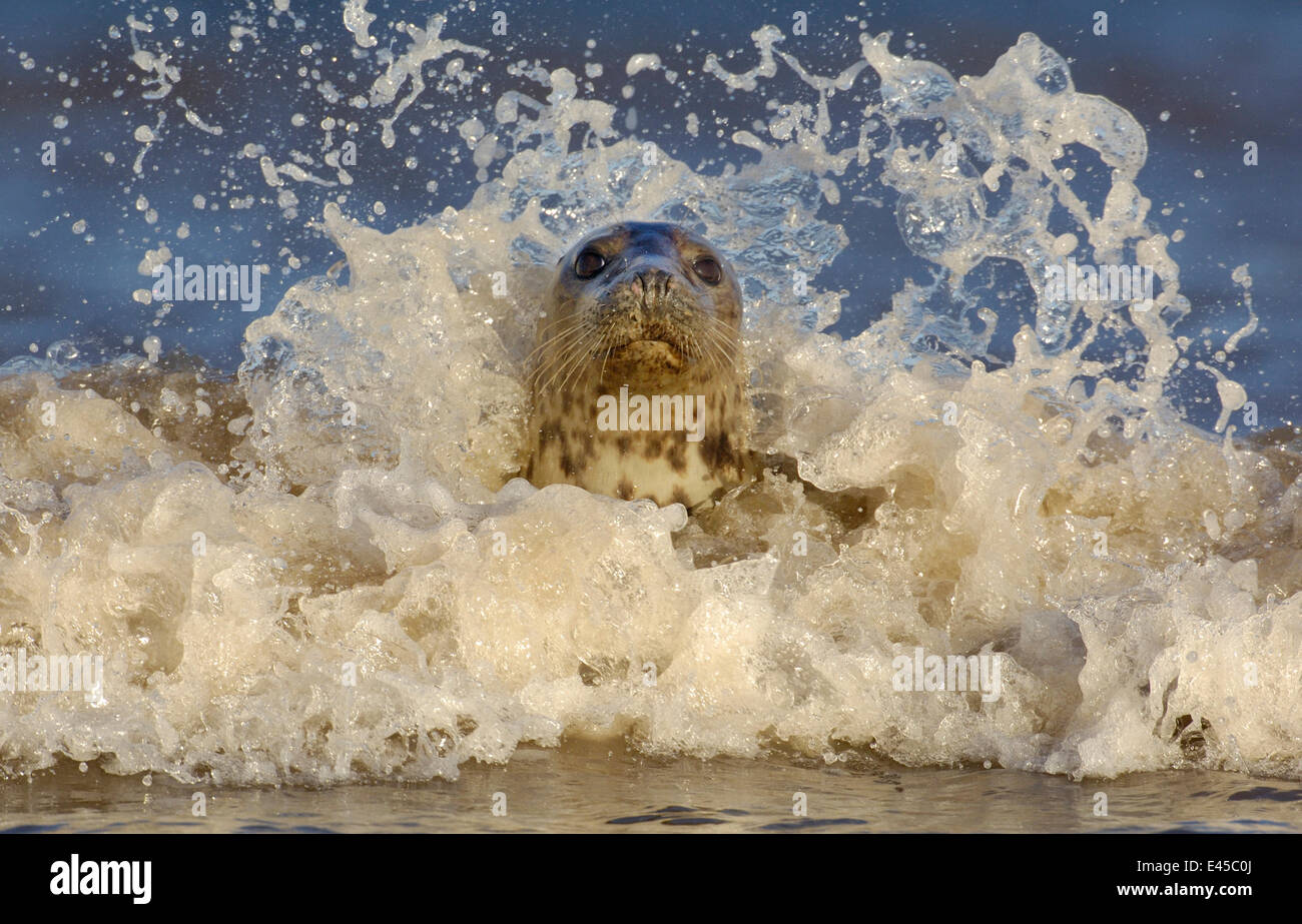 Kegelrobben {Halichoerus Grypus} erwachsenes Weibchen unter den brechenden Wellen. Lincolnshire, UK Stockfoto