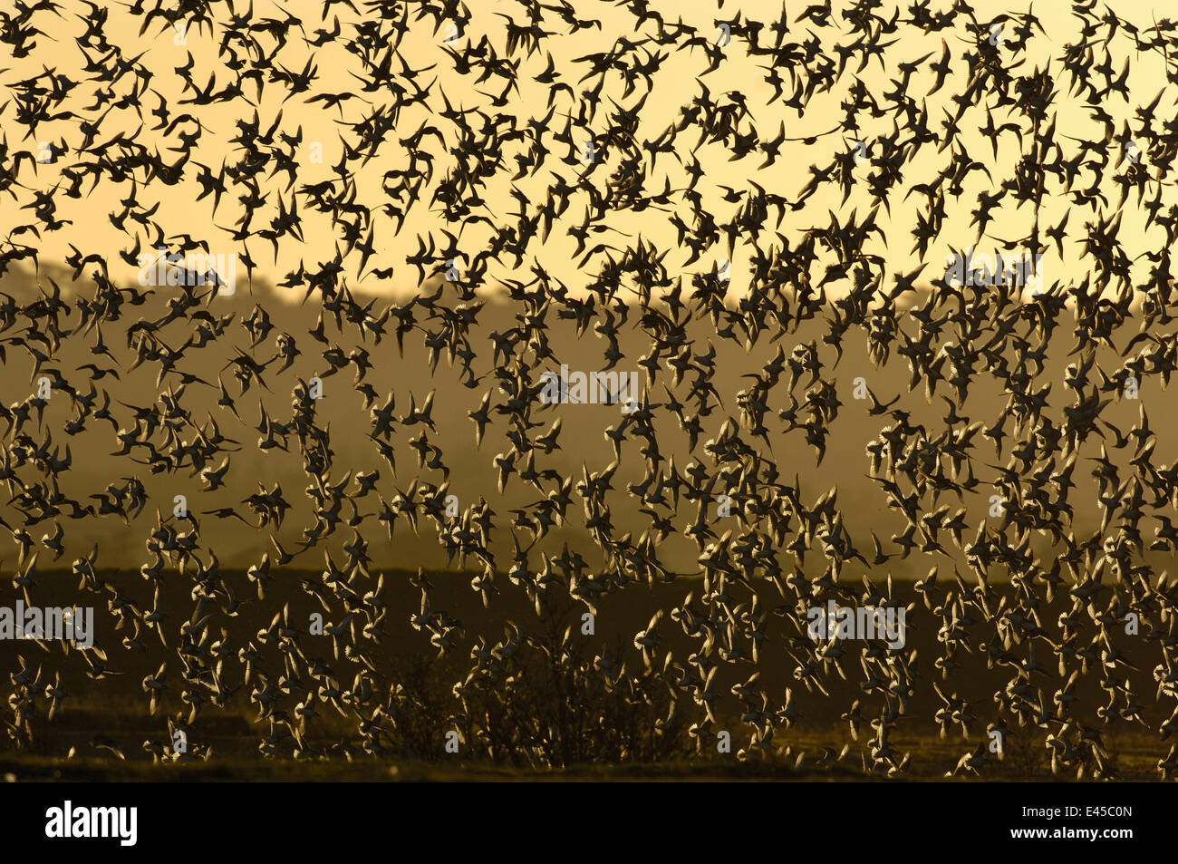 Knoten {Calidris Canutus} Teil eine große Herde von ca. 30.000 Vögel kommen im Morgengrauen zu landen. Norfolk, Großbritannien Stockfoto