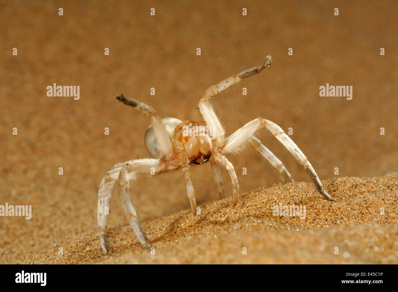 Tanzen White Lady Spider (Leucorchestris Interpretation) "tanzen" in defensive Bedrohung Anzeige auf Sanddüne, Namib-Wüste, Namibia Stockfoto