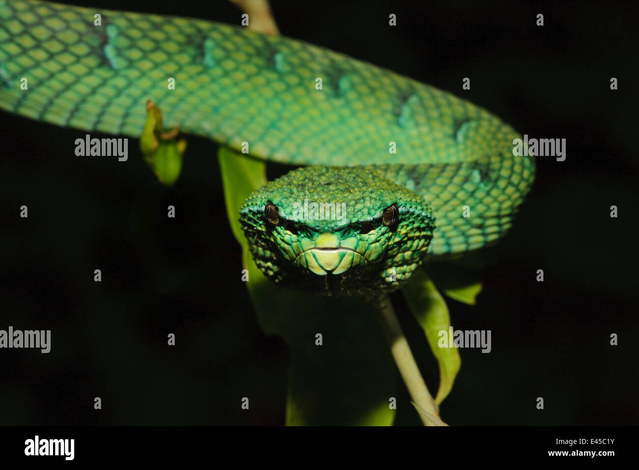 Tempel / Wagler Grubenotter [Tropidolaemus Wagleri] Bako Nationalpark, Sarawak, Borneo. September Stockfoto