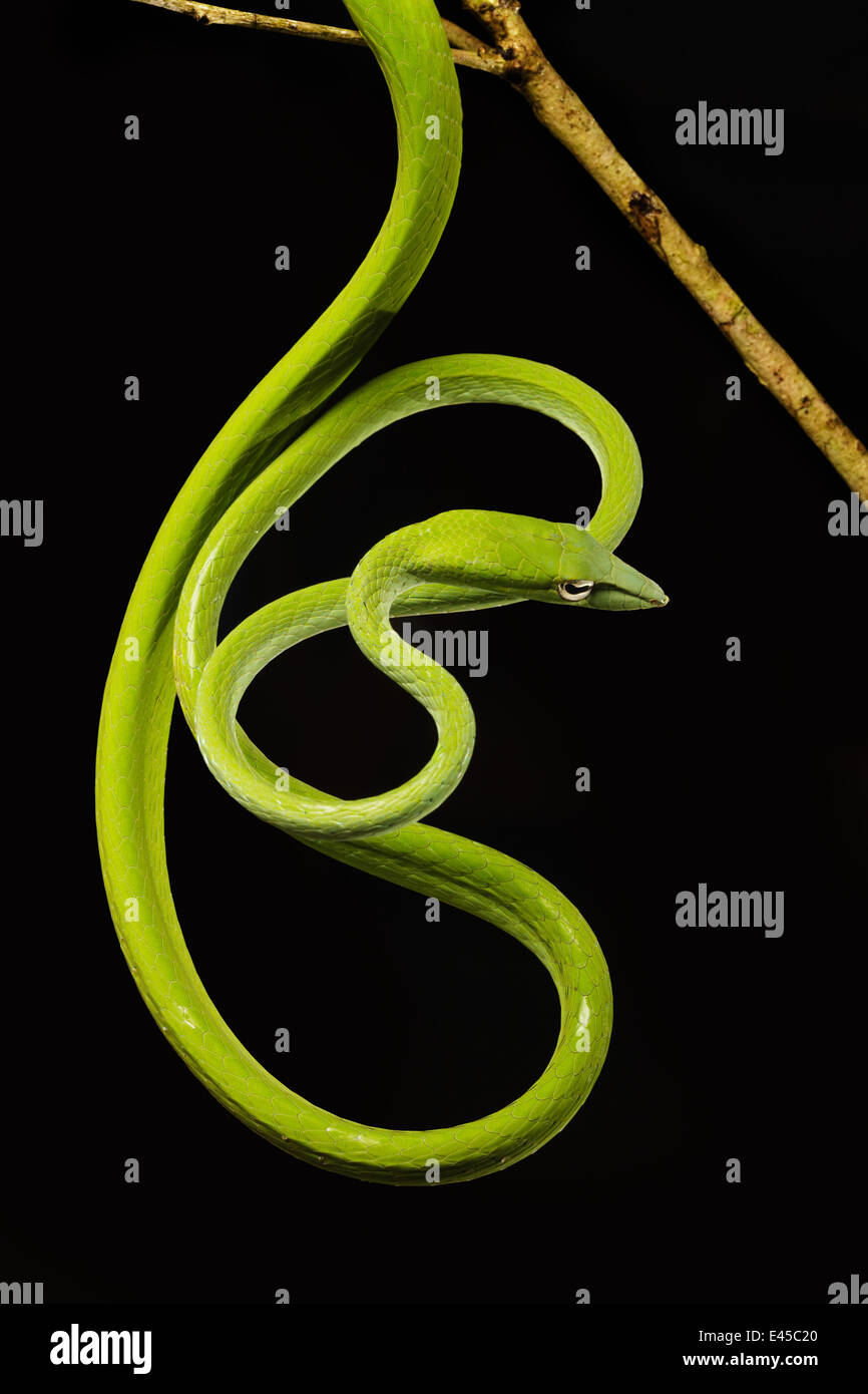 Lange Nase / orientalische Peitsche Schlange [Ahaetulla Prasina] Bako Nationalpark, Sarawak, Borneo, September Stockfoto