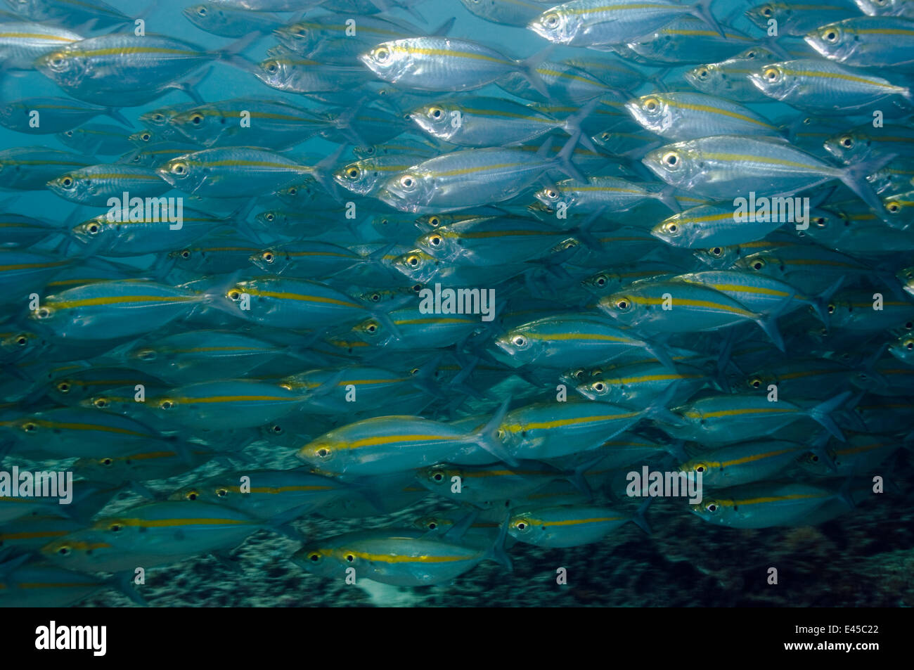 Schwarm von Bigeye Scad (Selar Crunenophthalmus) Papua Neu-Guinea Stockfoto