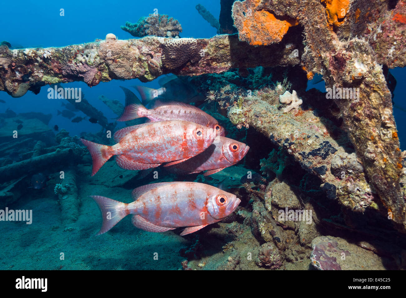 Großes Auge oder Goggle-Eye (Priacanthus Hamrur) am Wrack. Hinweis Farbwechsel von tiefrot auf Silber. Ägypten, Rotes Meer Stockfoto