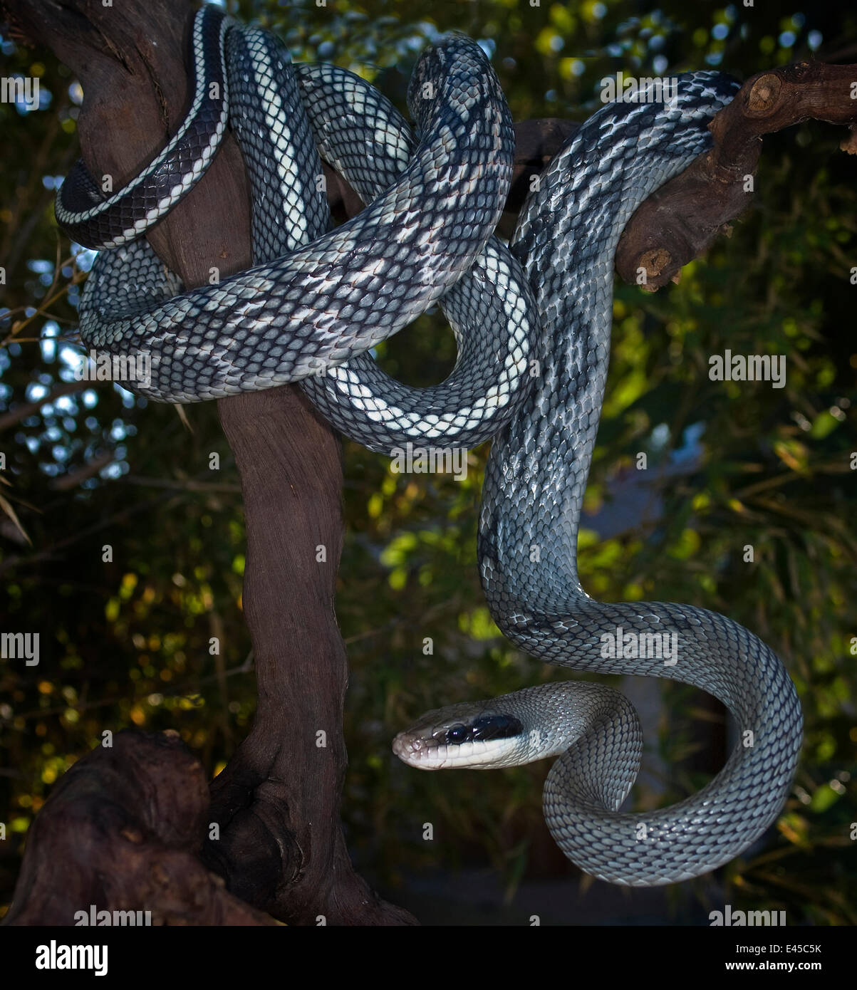 Schönheit-Schlange / Höhle Racer {bieten Taeniura Grabowskyi} in Gefangenschaft, stammt aus Sumatra und den Provinzen Ost-Malaysia und Kalimantan auf der Insel Borneo. Stockfoto