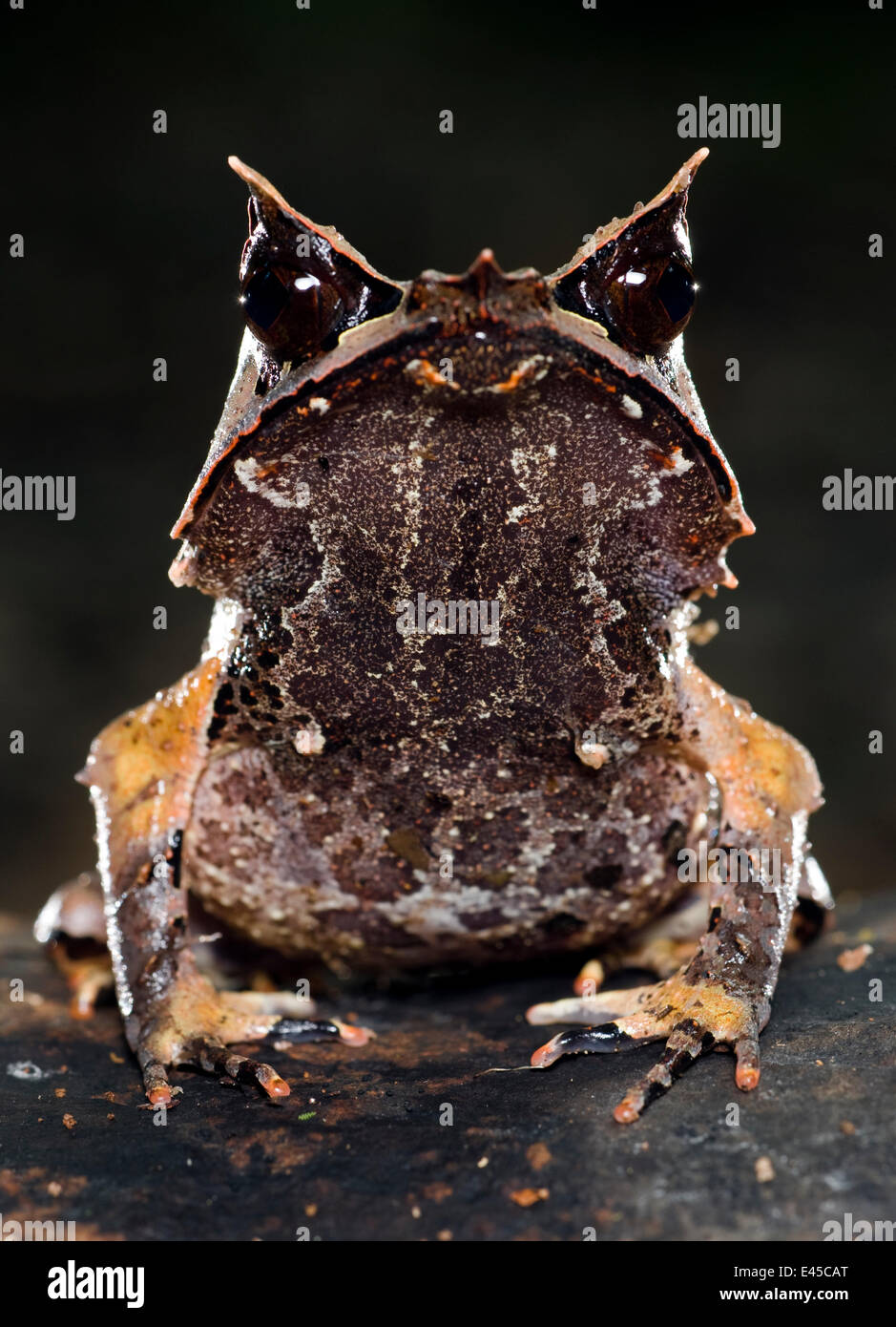 Komischer Frosch Stockfotos und -bilder Kaufen - Alamy