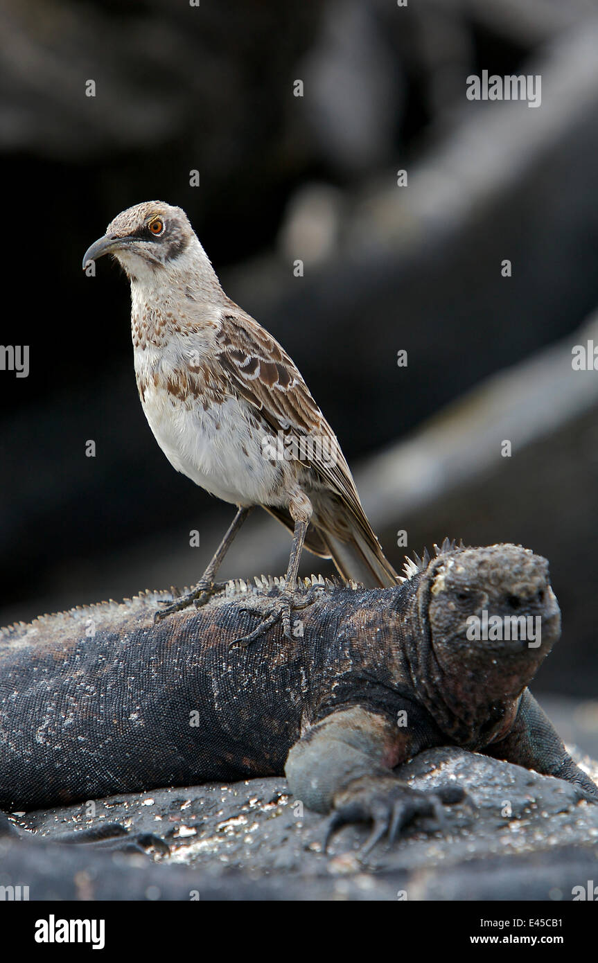 Espanola (Haube) Spottdrossel (zählt Macdonaldi) stehend auf einem Marine-Leguan (Amblyrhynchus Cristatus), Espanola (Haube Insel), Galapagos-Inseln. Stockfoto