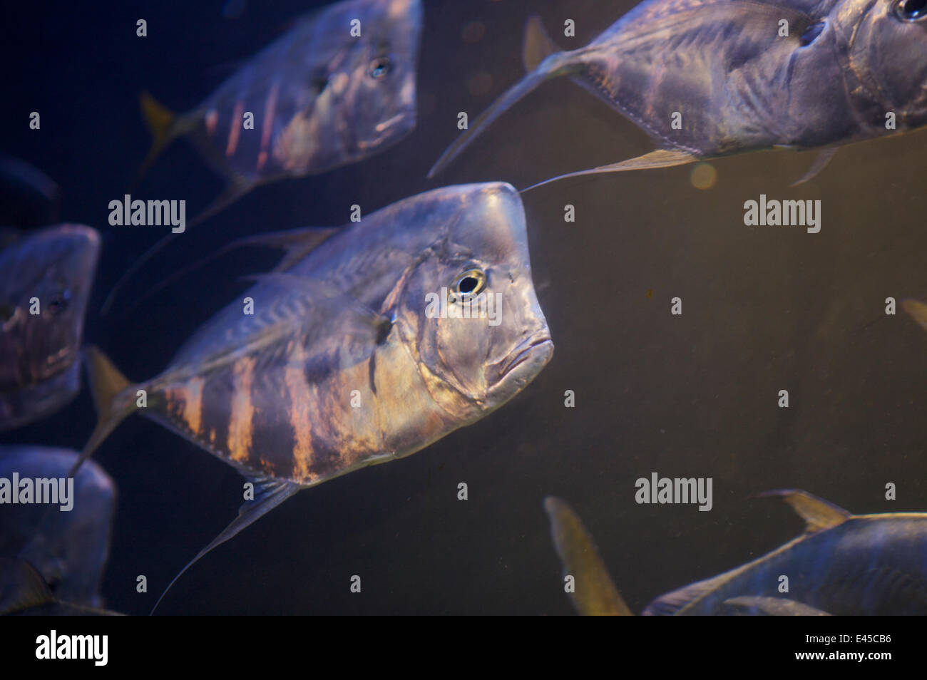 Lookdown Fisch (Selene Vomer), gefangen.  Nassau, New Providence Island, Bahamas. Stockfoto