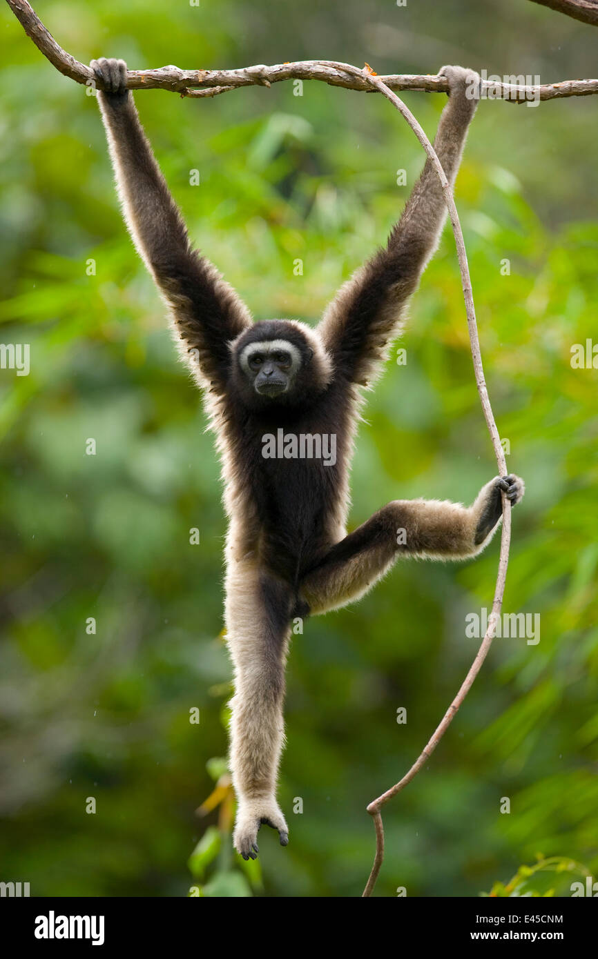 Grauer Gibbon (Hylobates Muelleri) schwingen von Ast im Regenwald und mit Fuß Griff Pflanze Reben, Mount Kinabalu NP, Sabah, Borneo, Malaysia Stockfoto