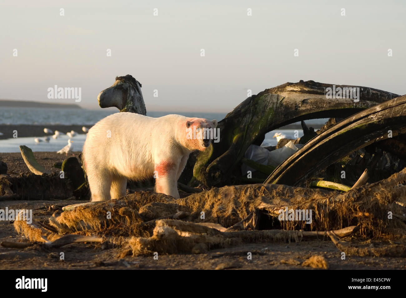 Eisbär (Ursus Maritimus) Männchen ernähren sich von Kieferknochen ein Grönlandwal {Balaena Mysticetus} am frühen Morgen, nach der Herbstsaison Walfang, Barter Island, Arctic National Wildlife Refuge, Alaska Stockfoto