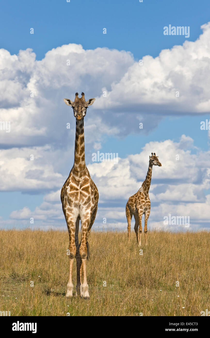 Masai-Giraffe (Giraffa Plancius Tippelskirchi) zwei Erwachsene, Masai Mara National Reserve, Kenia, Afrika Stockfoto