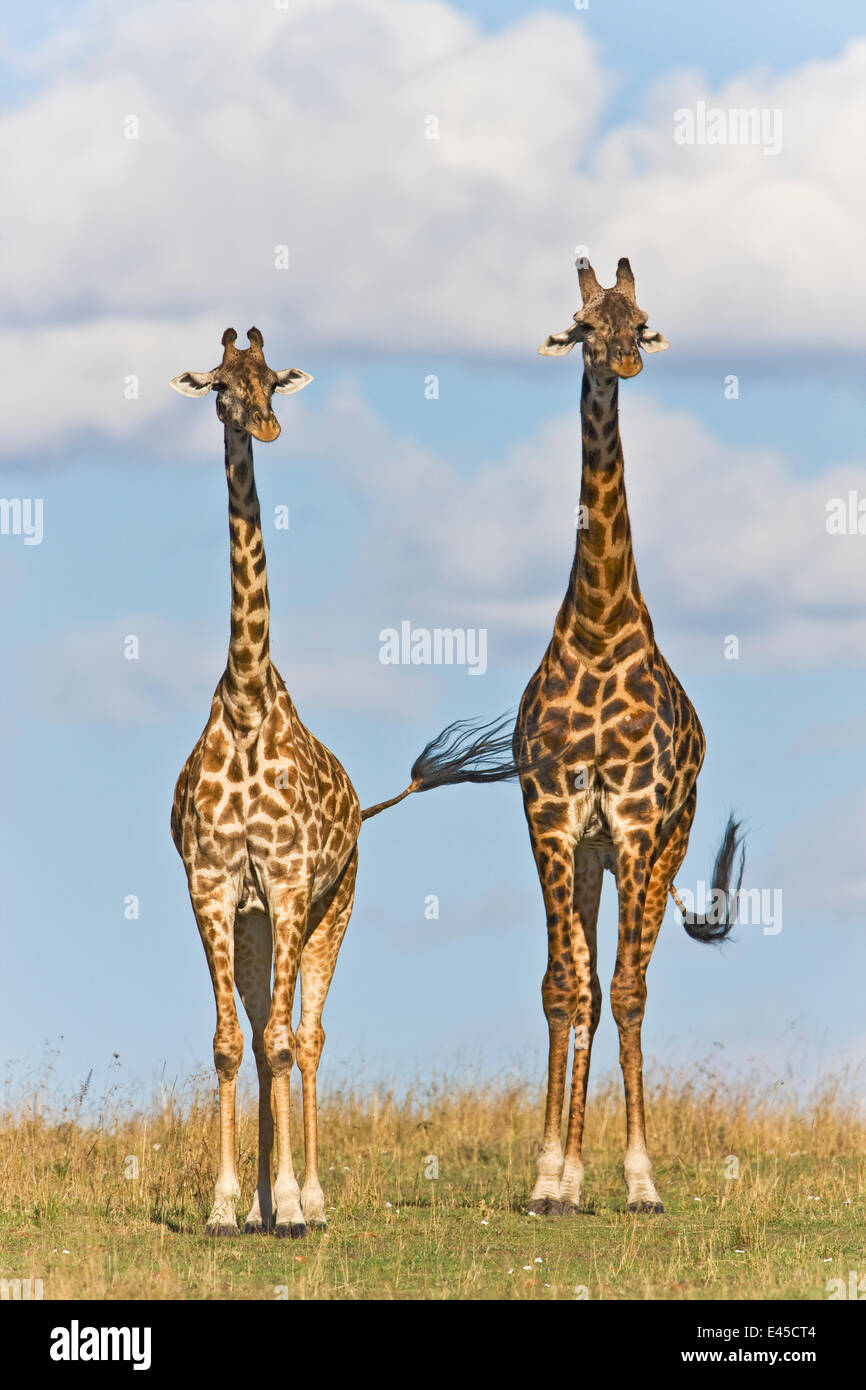 Masai-Giraffe (Giraffa Plancius Tippelskirchi) männlich und weiblich, Masai Mara National Reserve, Kenia, Afrika Stockfoto