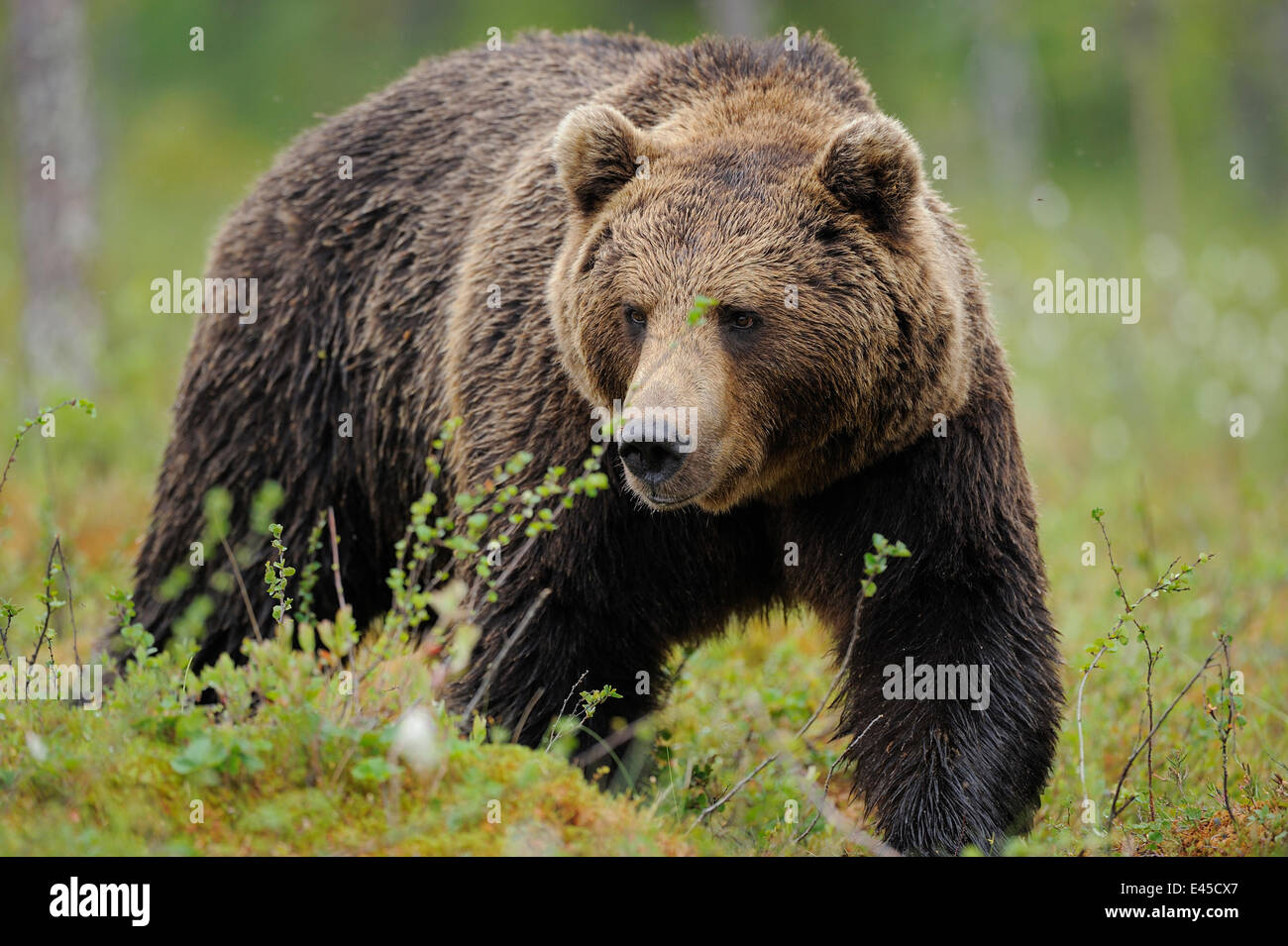 Porträt der eurasischen Braunbären (Ursus Arctos) Suomussalmi, Finnland, Juli 2008 Stockfoto