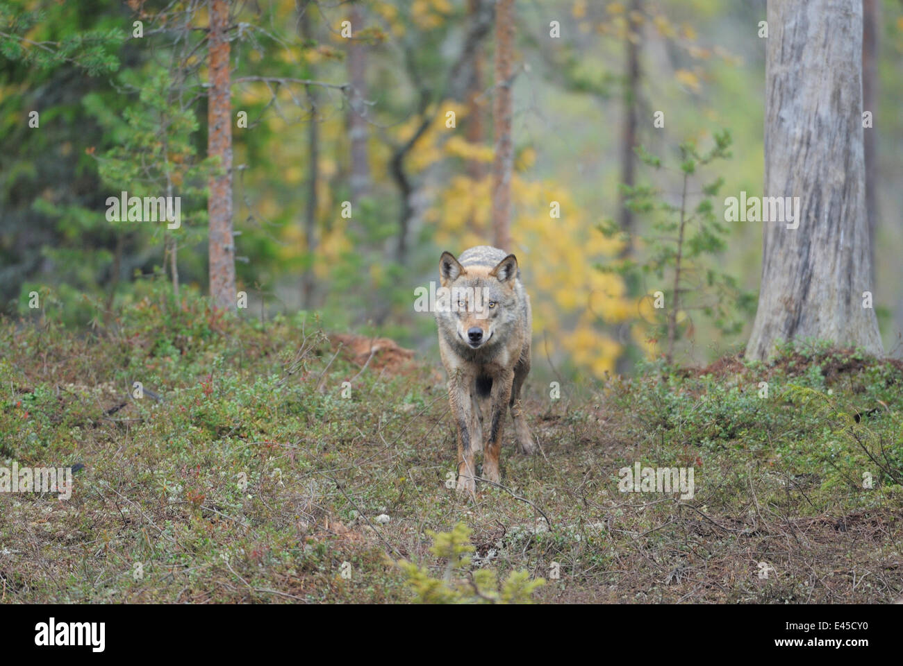 Wilde Europäische graue Wolf (Canis Lupus) Kuhmo, Finnland, September 2008 Stockfoto