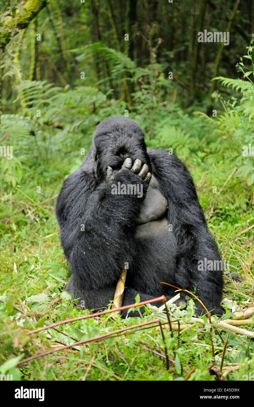 Berg-Gorilla (Gorilla Beringei Beringei) Silberrücken männlich kratzen Kopf, betrunken auf Bambus schießt, Volcanoes NP, Virunga Berge, Ruanda Hinweis - Wenn Gorillas ein Übermaß an Bambus-Sprossen Essen können sie berauscht werden Stockfoto