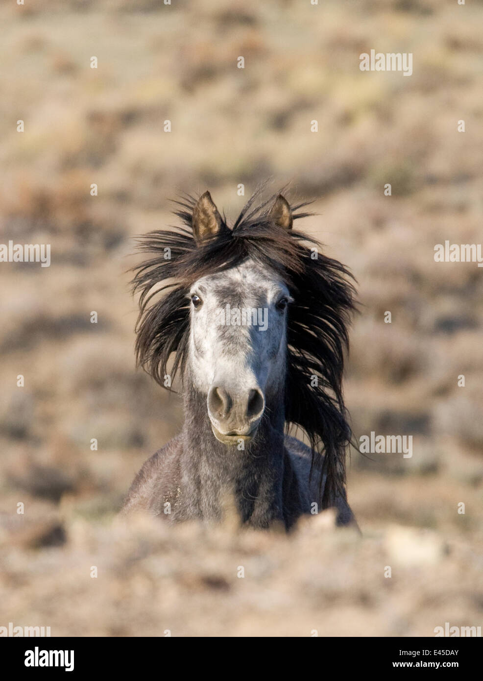 Mustang / wilde Pferd, grauer Hengst laufen, Adobe Stadtgebiet Herde Management, Südwesten Wyoming, USA Stockfoto