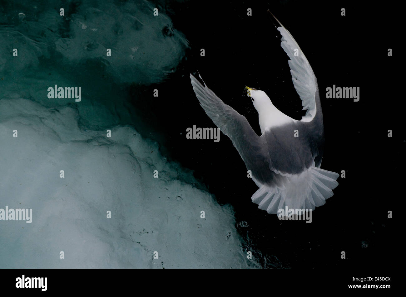 Kittiwake {Rissa Tridactyla} fliegen über arktische Eiskappe Stockfoto