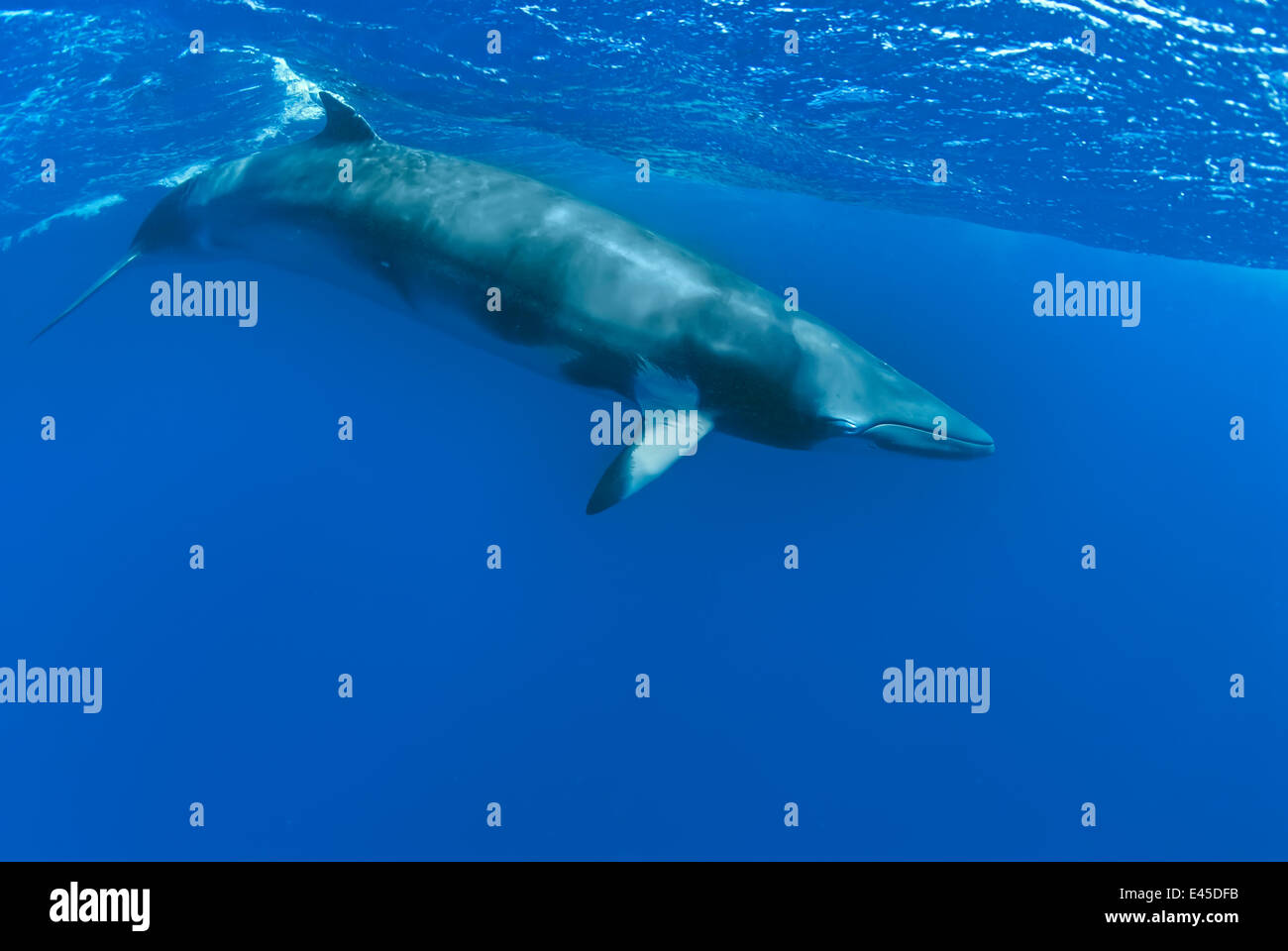 Zwerg Zwergwal, gedacht, um ein noch-zu-sein namens Untergattung des gemeinsamen Zwergwal {Balaenoptera Acutorostrata} bilden Ribbon Reefs, Great Barrier Reef, Queensland, Australien Stockfoto