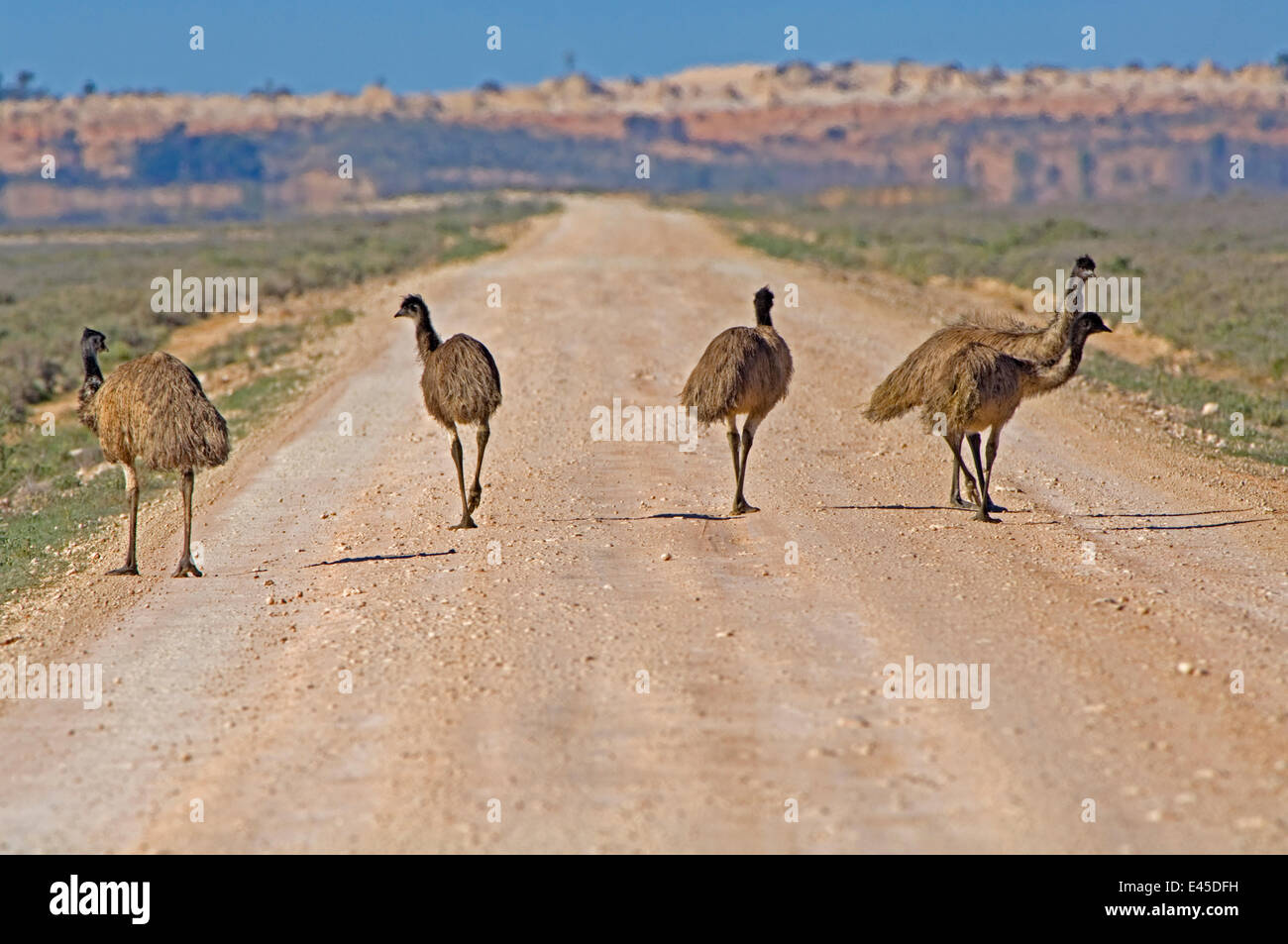 Emu (Dromaius Novaehollandiae) zu Fuß unterwegs durch Saltbush Lebensraum, Mungo National Park, New-South.Wales, Australien, 2007 Stockfoto