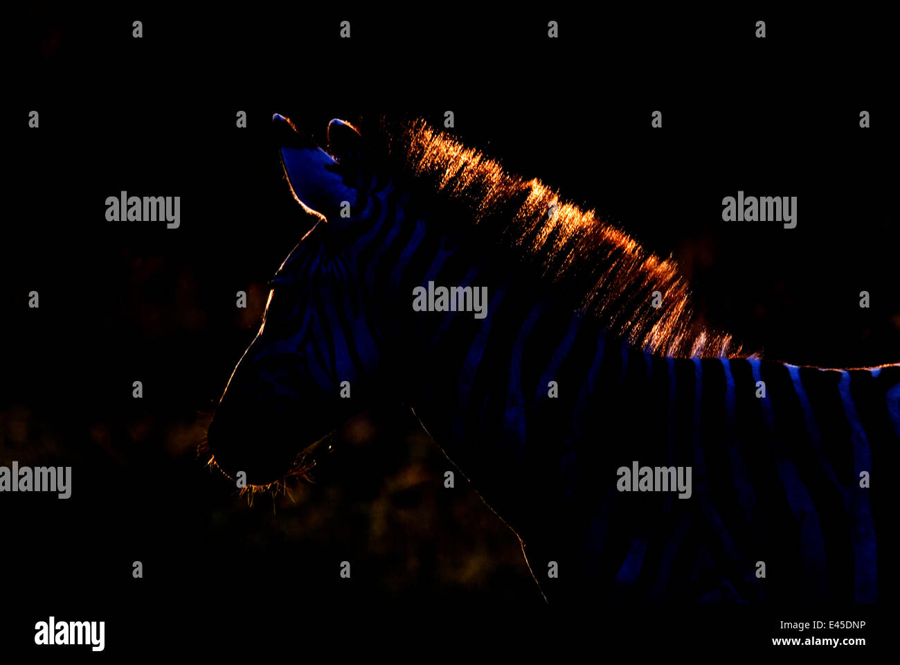 Gemeinsamen Zebra (Equus Burchelli) Silhouette mit Licht von hinten, Tansania Stockfoto