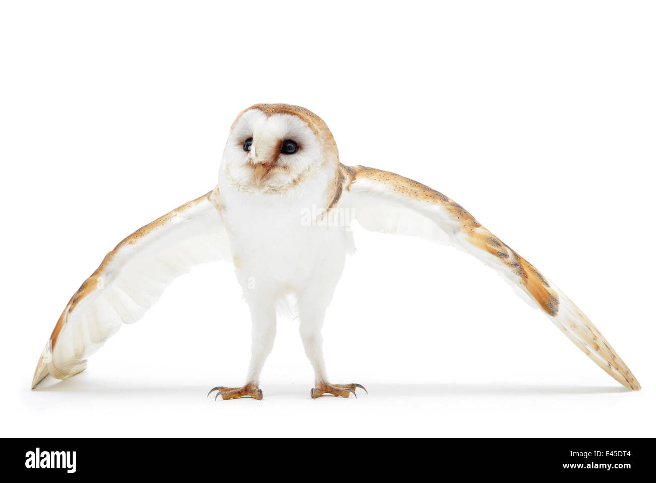 Weibliche Schleiereule (Tyto Alba) Abwehrhaltung, in Gefangenschaft, Surrey, England Stockfoto