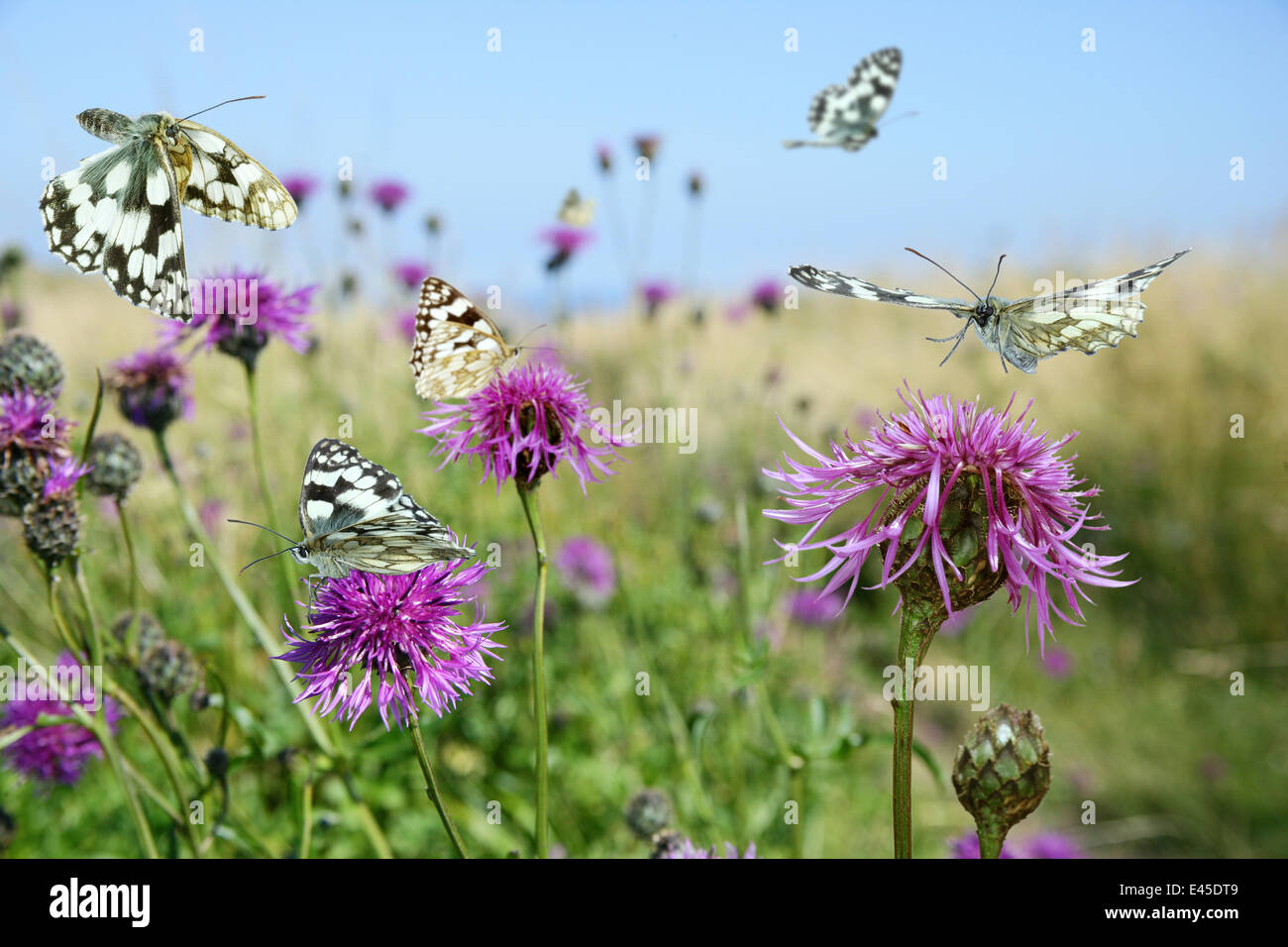 Schachbrettfalter Schmetterlinge (Melanargia Galathea) besuchen mehr Flockenblume (Centaurea Scabiosa) Dorset, England, digital composite Stockfoto