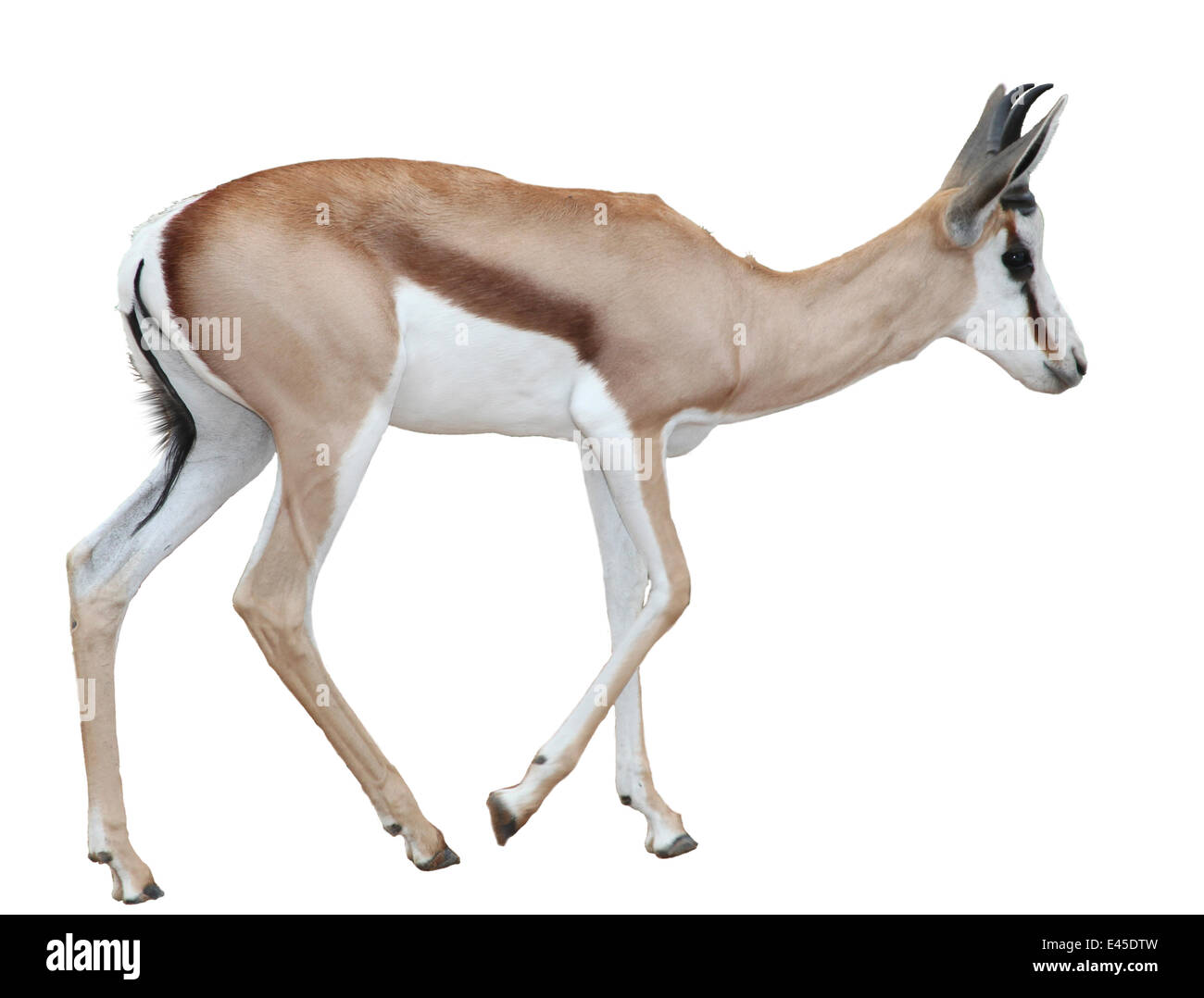 Springbock (Antidorcas Marsupialis) Porträt, Namibia, Afrika Stockfoto