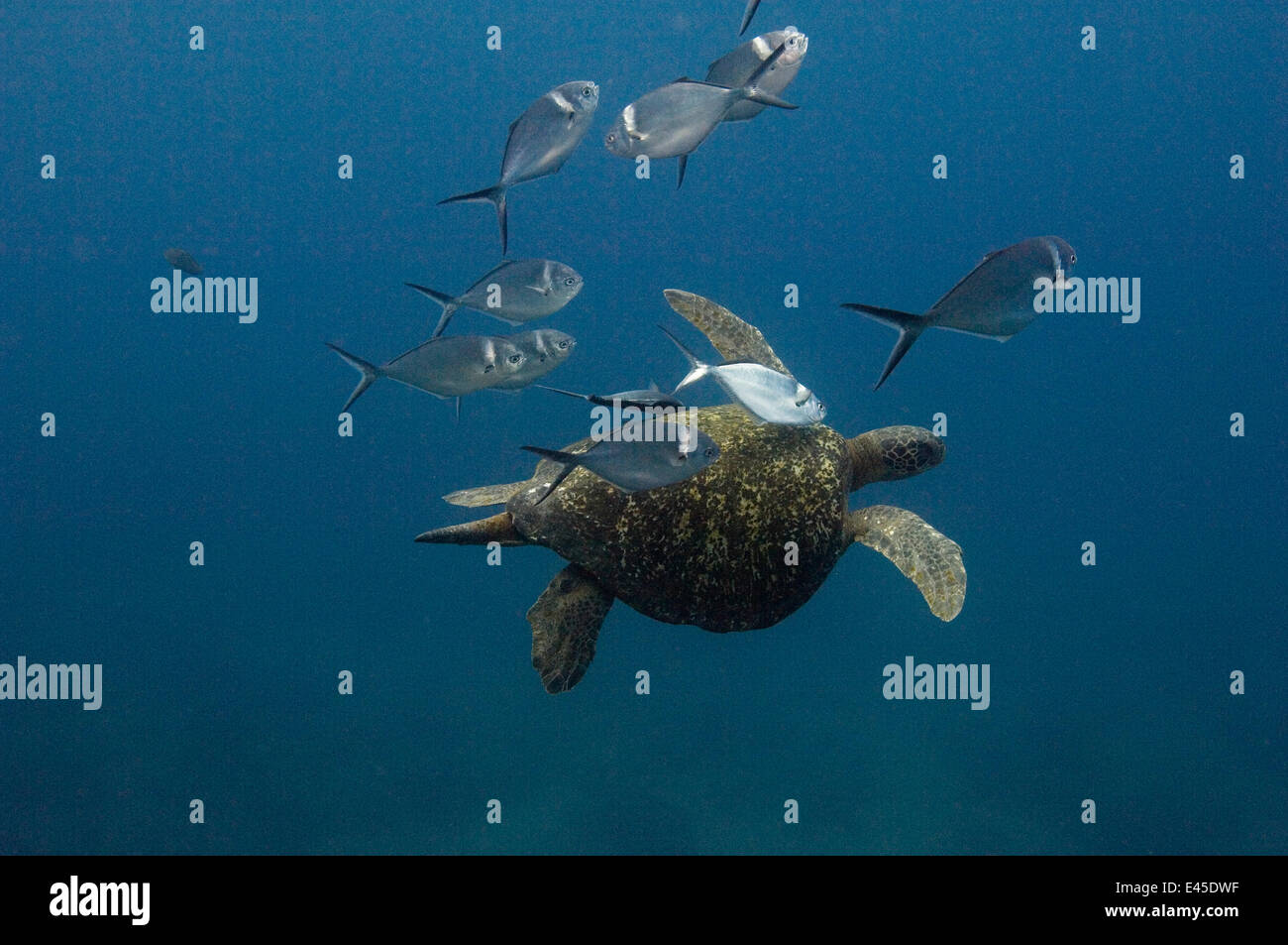 Stahl-Pompano Fisch (Trachinotus Stilbe) Reinigung Galapagos Suppenschildkröte (Chelonia Mydas Agassizi) von Wolf Insel, Galapagos-Inseln Stockfoto
