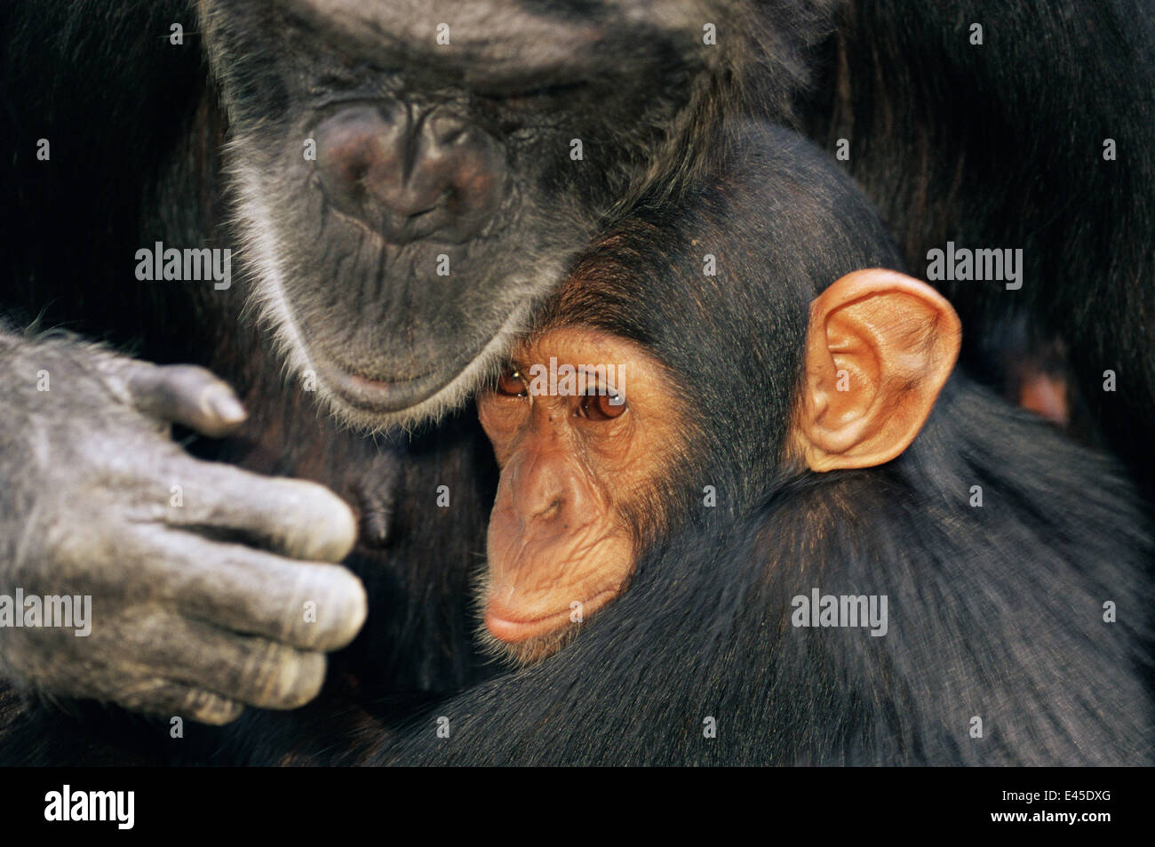 Schimpanse (Pan Troglodytes) Mutter mit Kind, gefangen, Chimfunshi Waisenhaus, Sambia. (nicht-Ex). Stockfoto
