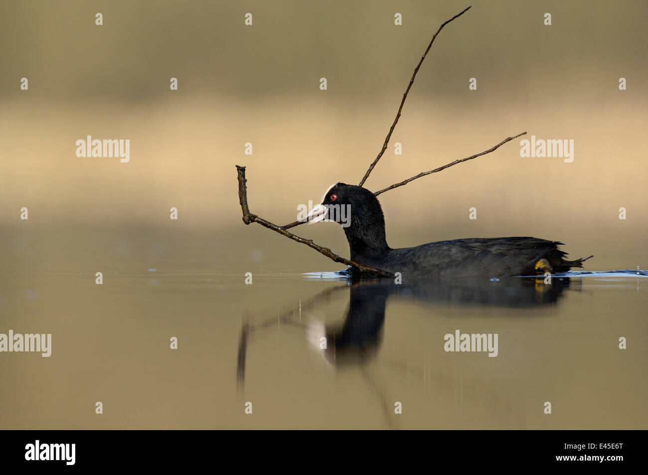 Blässhuhn (Fulica Atra) tragen nest Material, Derbyshire, UK, März Stockfoto