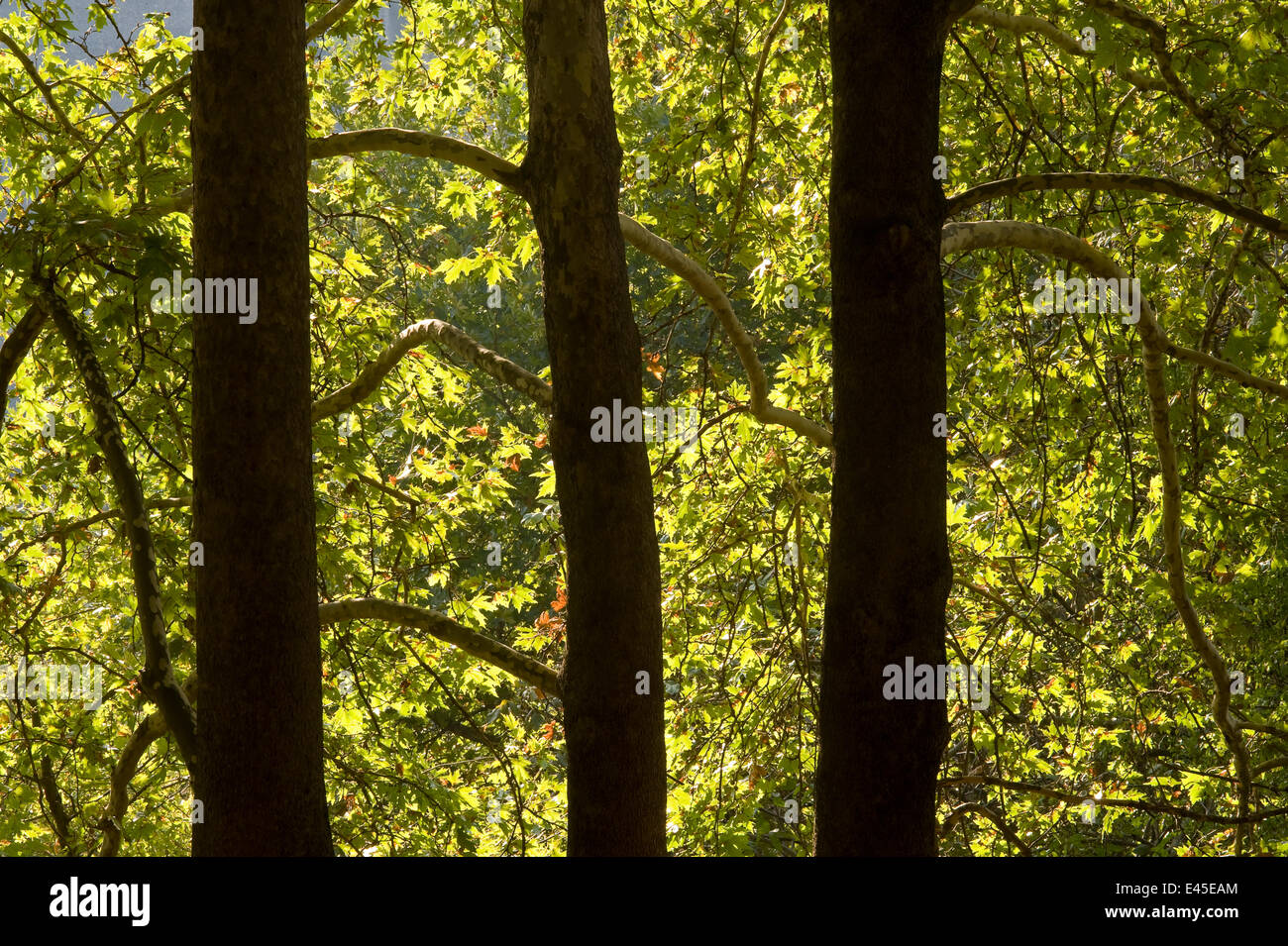 Orientalische Platane (Platanus Orientalis) Stämme, Meteora, Griechenland, Oktober 2008 Stockfoto