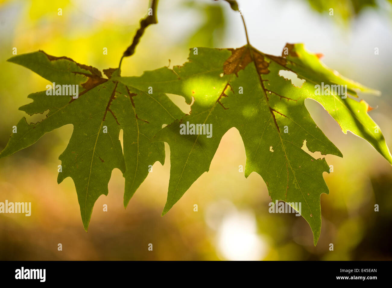 Orientalische Platane (Platanus Orientalis) verlässt, Meteora, Griechenland, Oktober 2008 Stockfoto