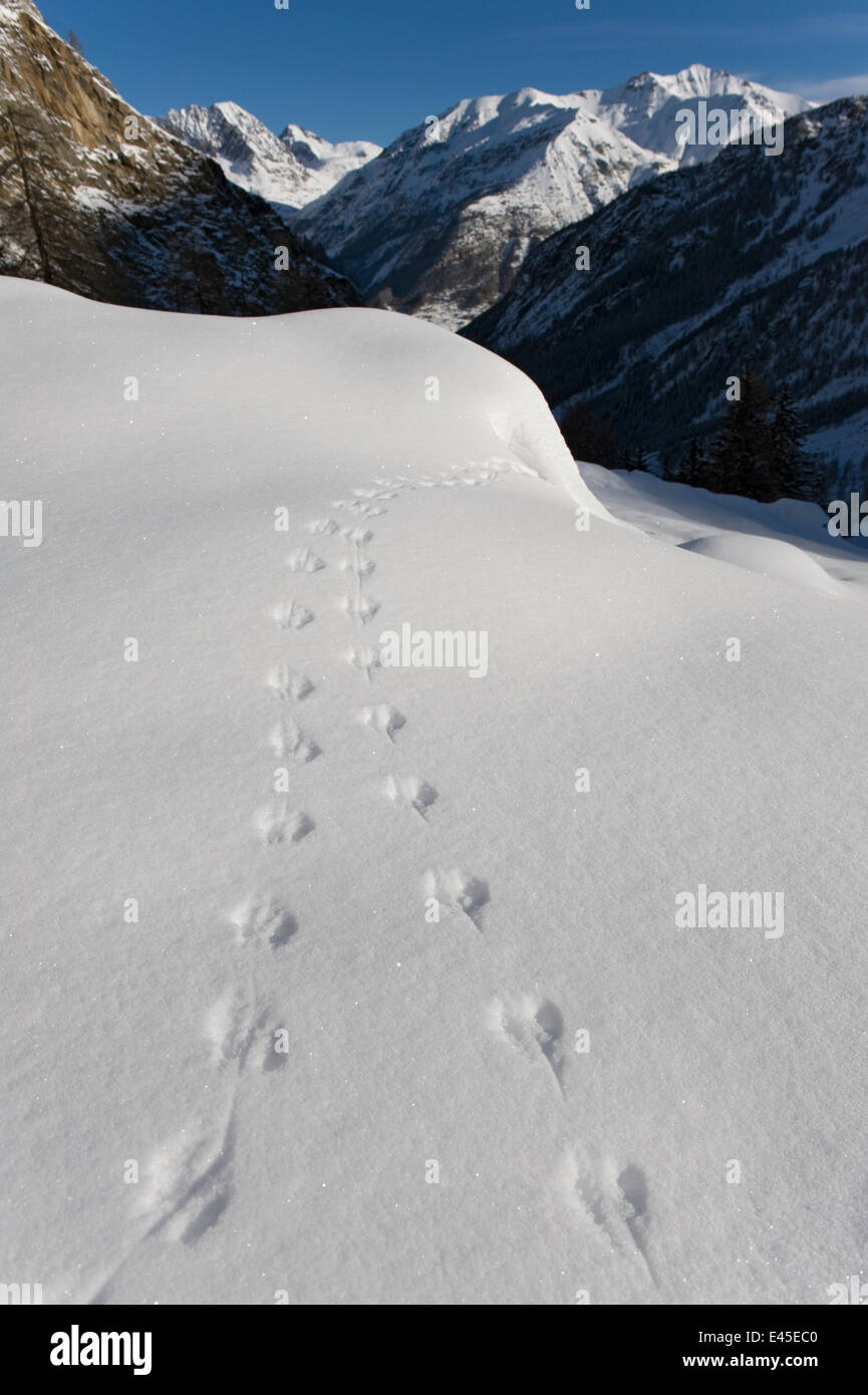 Mausspuren Im Schnee Stockfotos und bilder Kaufen Alamy