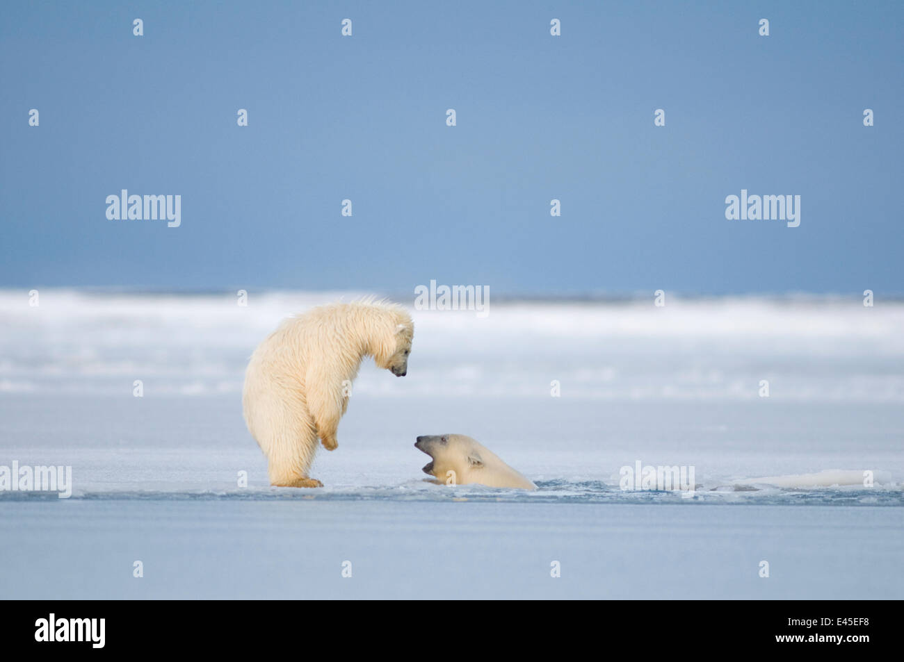 Zwei Eisbären (Ursus Maritimus) Frühling Jungen spielen in und um neu bilden Packeis entlang der arktischen Küste, 1002 Bereich der Arctic National Wildlife Refuge, Beaufortsee, Alaska, Herbst, Oktober 2008 Stockfoto