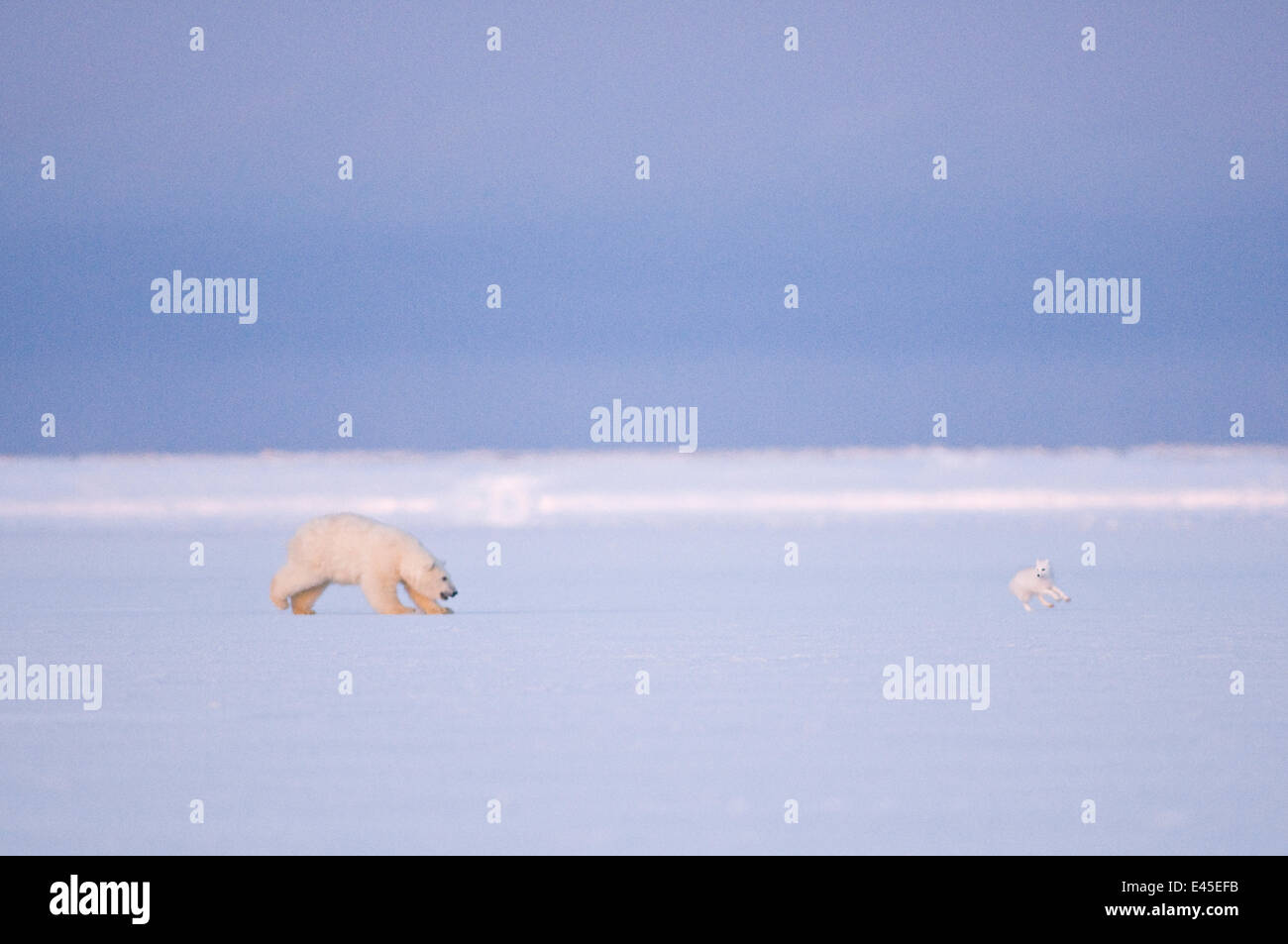 Polar Bär (Ursus Maritimus) jagt ein Polarfuchs (Vulpes / Alopex Lagopus) auf dem Packeis, üben Sie ihre Jagdfähigkeiten 1002 Bereich der Arctic National Wildlife Refuge, Beaufortsee, Alaska, Oktober 2008 Stockfoto