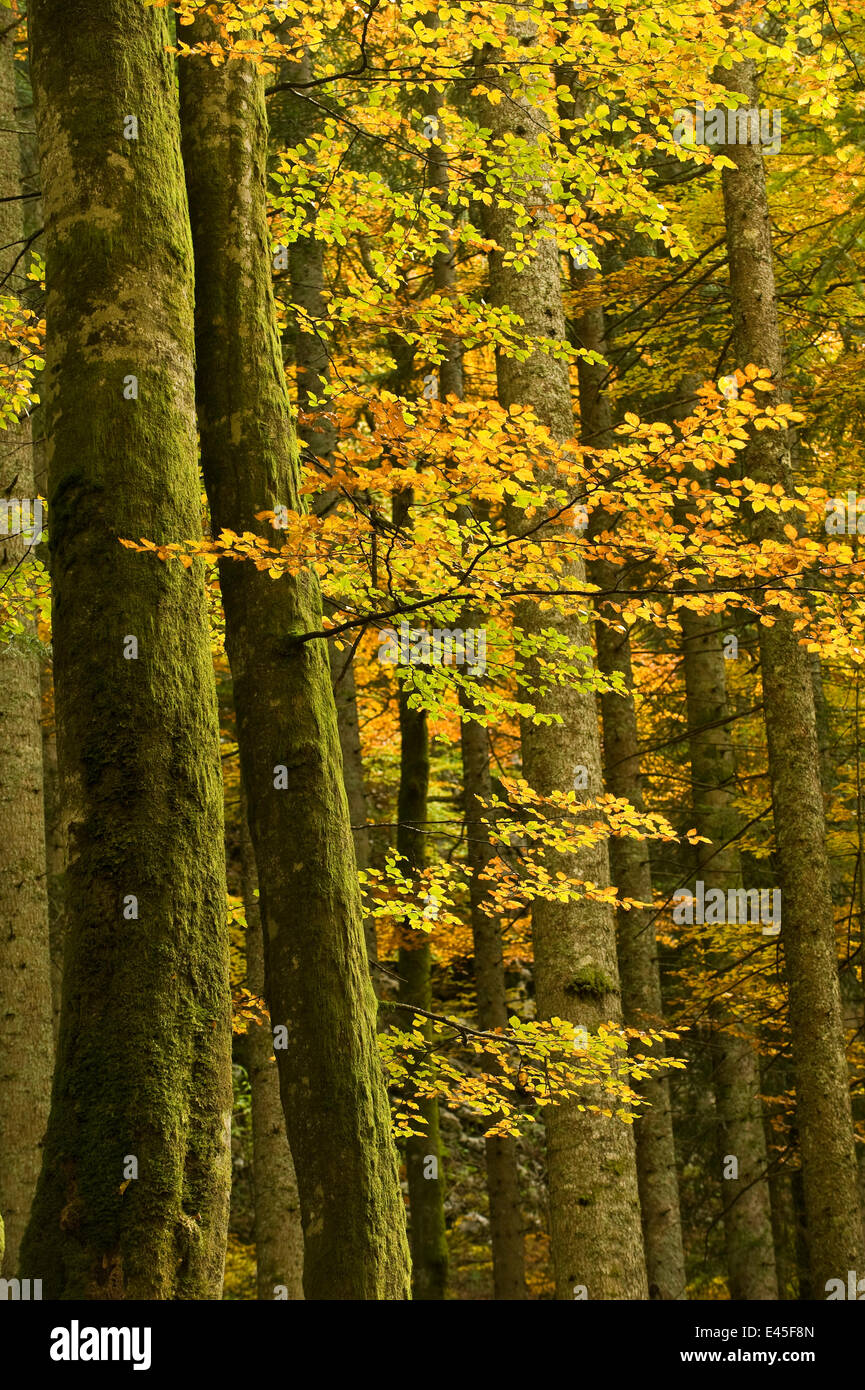 Herbst in Corkova Uvala, natives gemischt Wald Silber-Tanne (Abies Alba) Buche (Fagus Sylvatica) und Fichte (Picea Excelsa) Bäume, Nationalpark Plitvicer Seen, Kroatien, Oktober 2008 Stockfoto