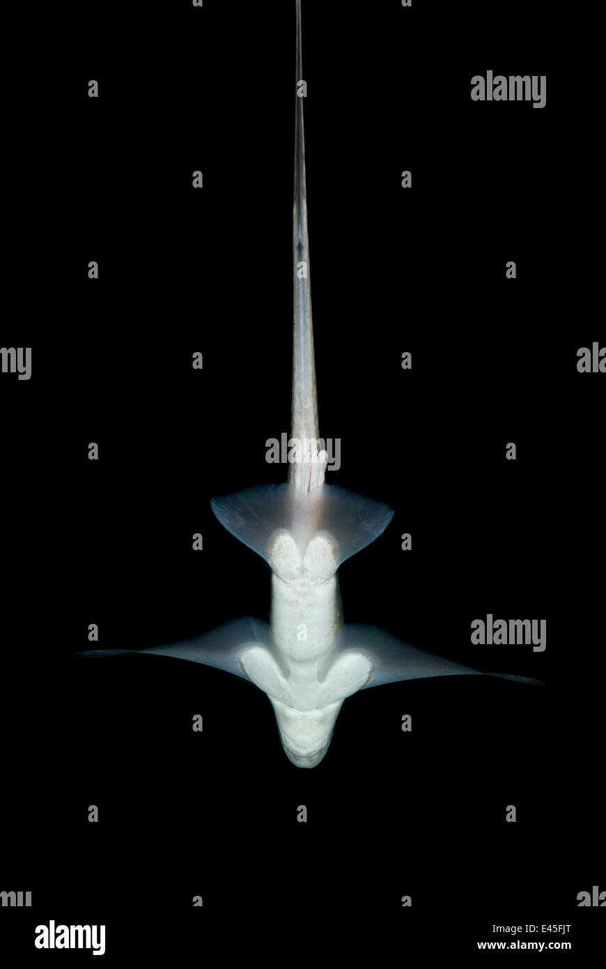 Population / Ghost Hai (Chimaera Monstrosa) zeigt Unterseite, Halle, Deutschland, November 2006 WWE Buch Platte. Stockfoto