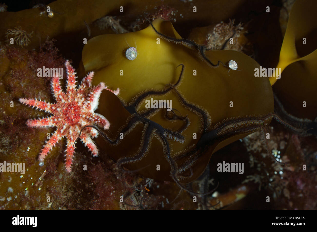 Seetang mit gemeinsamen / rot Sunstar (Crossaster Papposus) und Muscheln, Moere Küste Norwegens, Februar 2009 Stockfoto