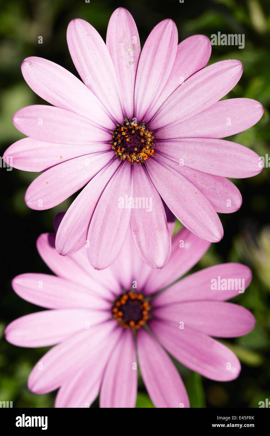 Zwei breite blättrige Anemone (Anemone Hortensis) Blumen, Sitia, Kreta, Griechenland, April 2009 Stockfoto