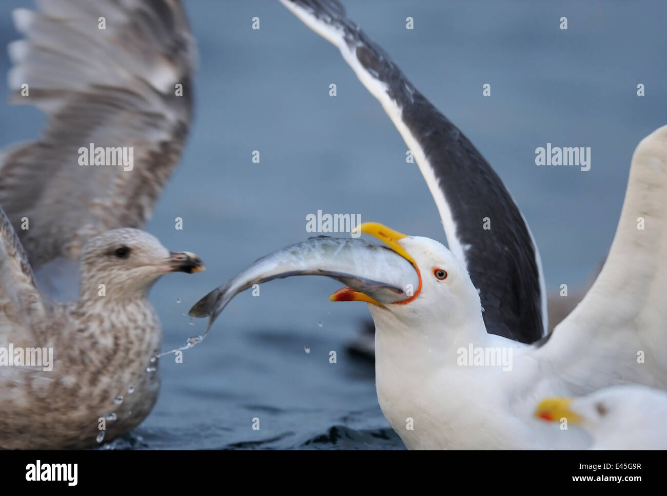 Größere schwarze gesicherten Möwe (Larus Marinus) schlucken große Fische, Nordatlantik, Flatanger, Nord-Trøndelag, Norwegen, August 2008 Stockfoto