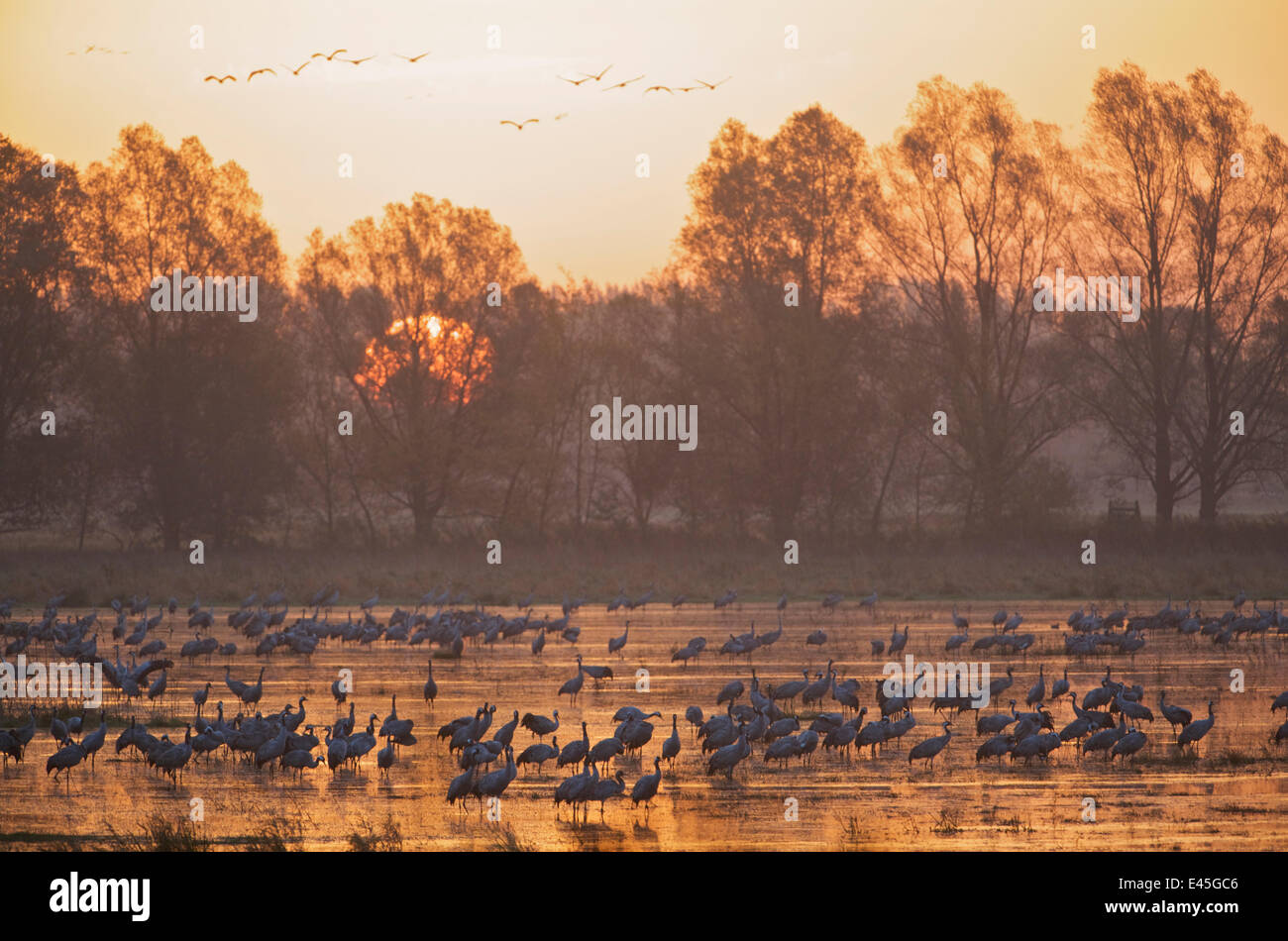 Kraniche (Grus Grus) in Wasser bei Sonnenaufgang, Brandenburg, Deutschland, Oktober 2008 Stockfoto