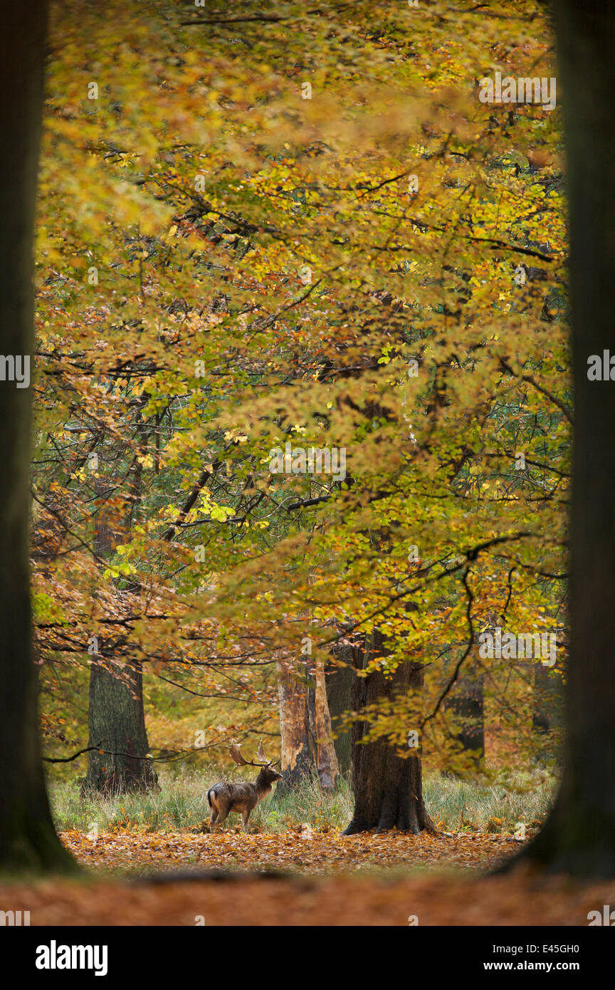 Damhirsch (Dama Dama) Buck in Holz, gerahmt von zwei Bäumen, Klampenborg Dyrehaven, Dänemark, Oktober 2008 Stockfoto