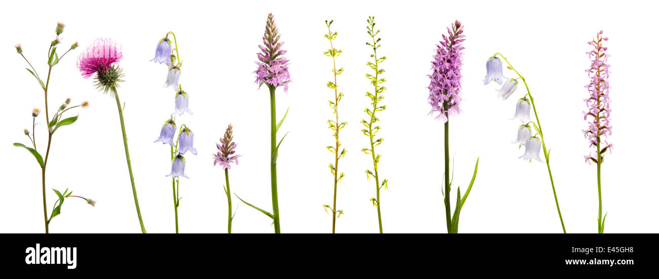 Wiese Blumen, Berufkraut (Erigeron sp) Distel, bärtigen Bellfower (Campanula Barbata) entdeckte gemeinsame Orchidee (Dactylorhiza, Fuchsii) gemeinsame Nestwurzen (Listera Ovata) duftende Orchidee (Gymnadenia Conopsea) Digital Composite, Fliess, Naturpark Kaunergrat, Tir Stockfoto