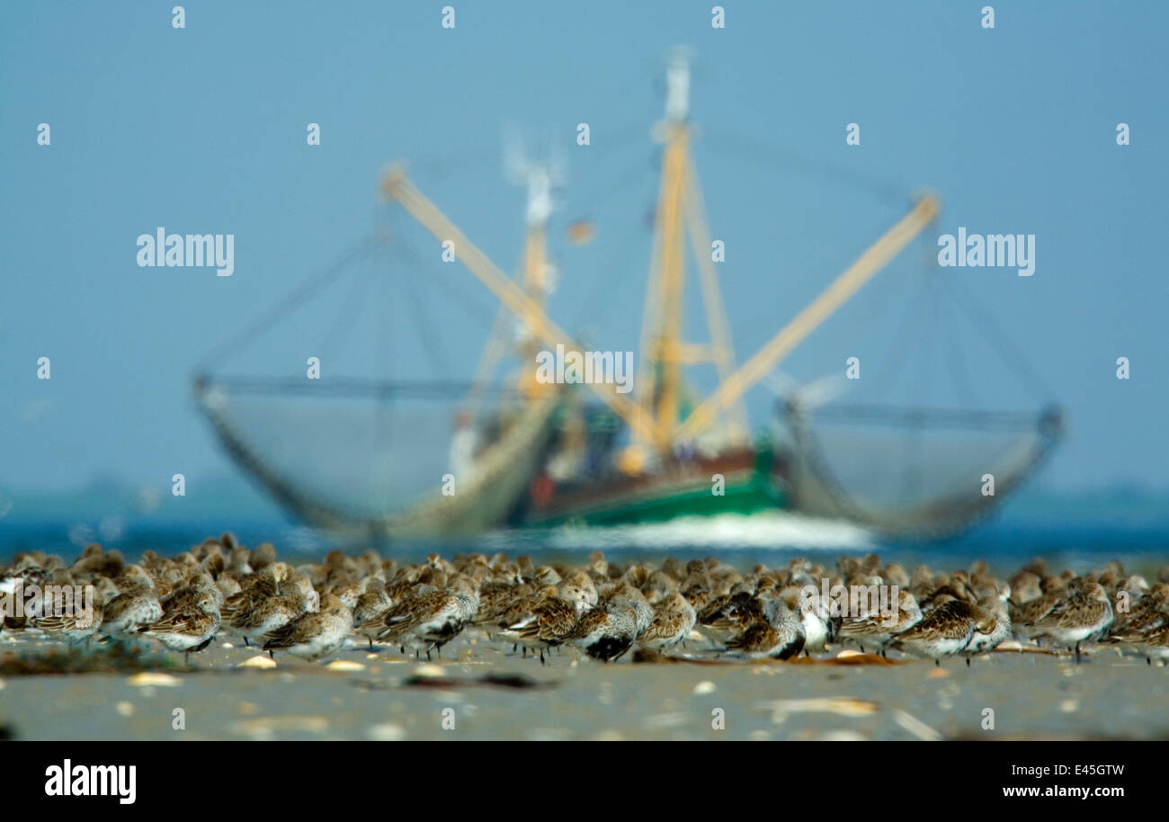 Alpenstrandläufer (Calidris Alpina) Herde am Strand, mit großen Fischerboot hinter Böhl, Deutschland, April 2009 Stockfoto